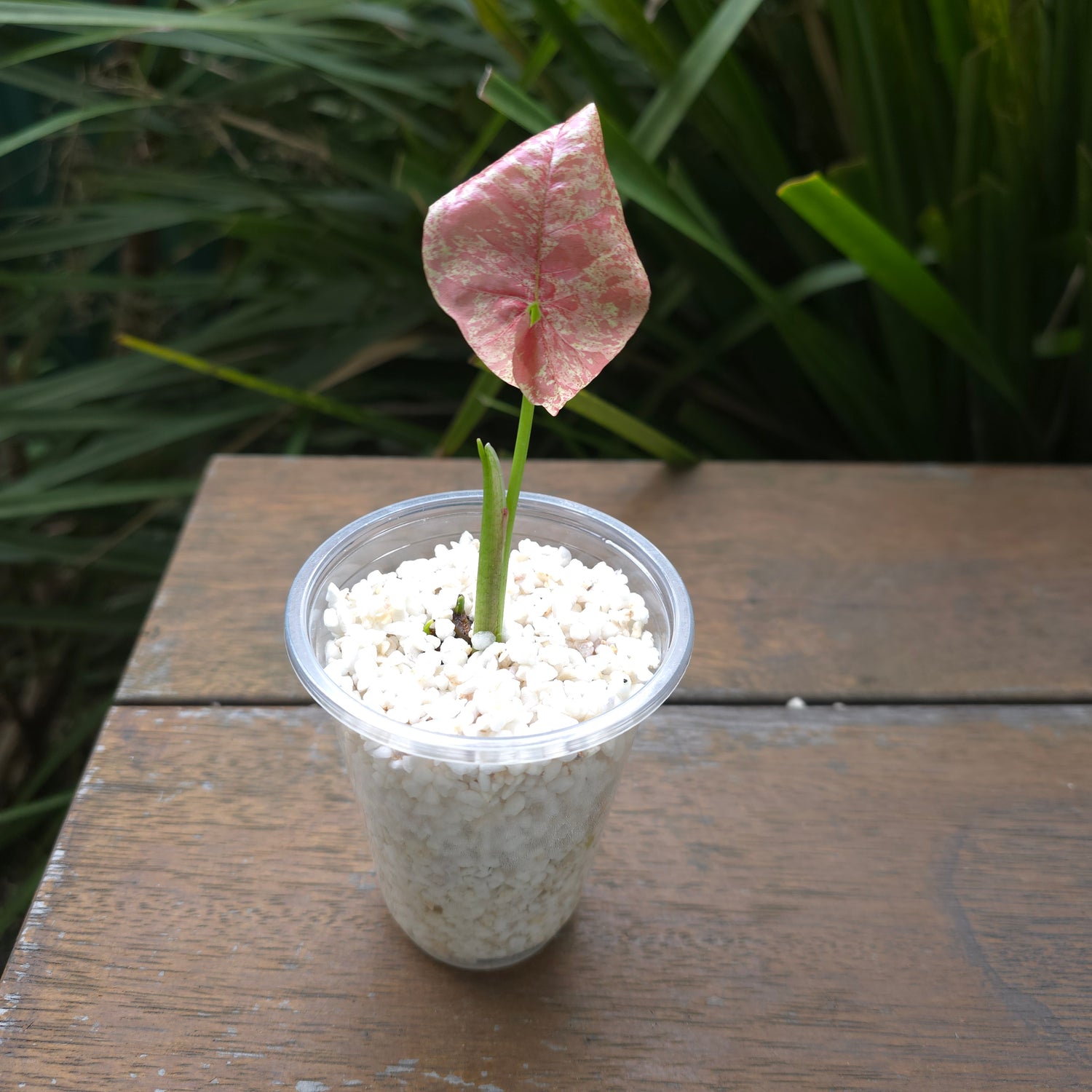 Rare Syngonium Milk Confetti established baby plant Non tc