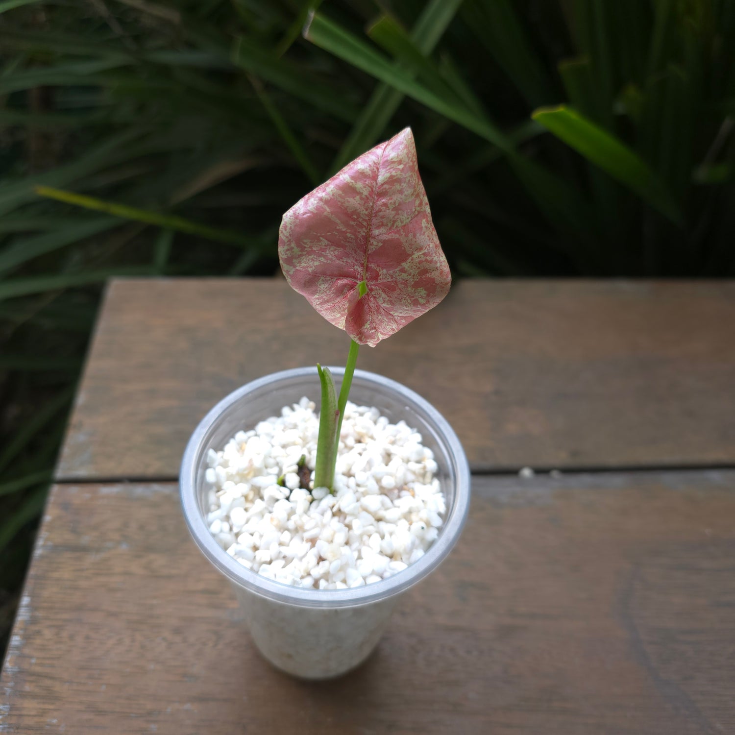 Rare Syngonium Milk Confetti established baby plant Non tc