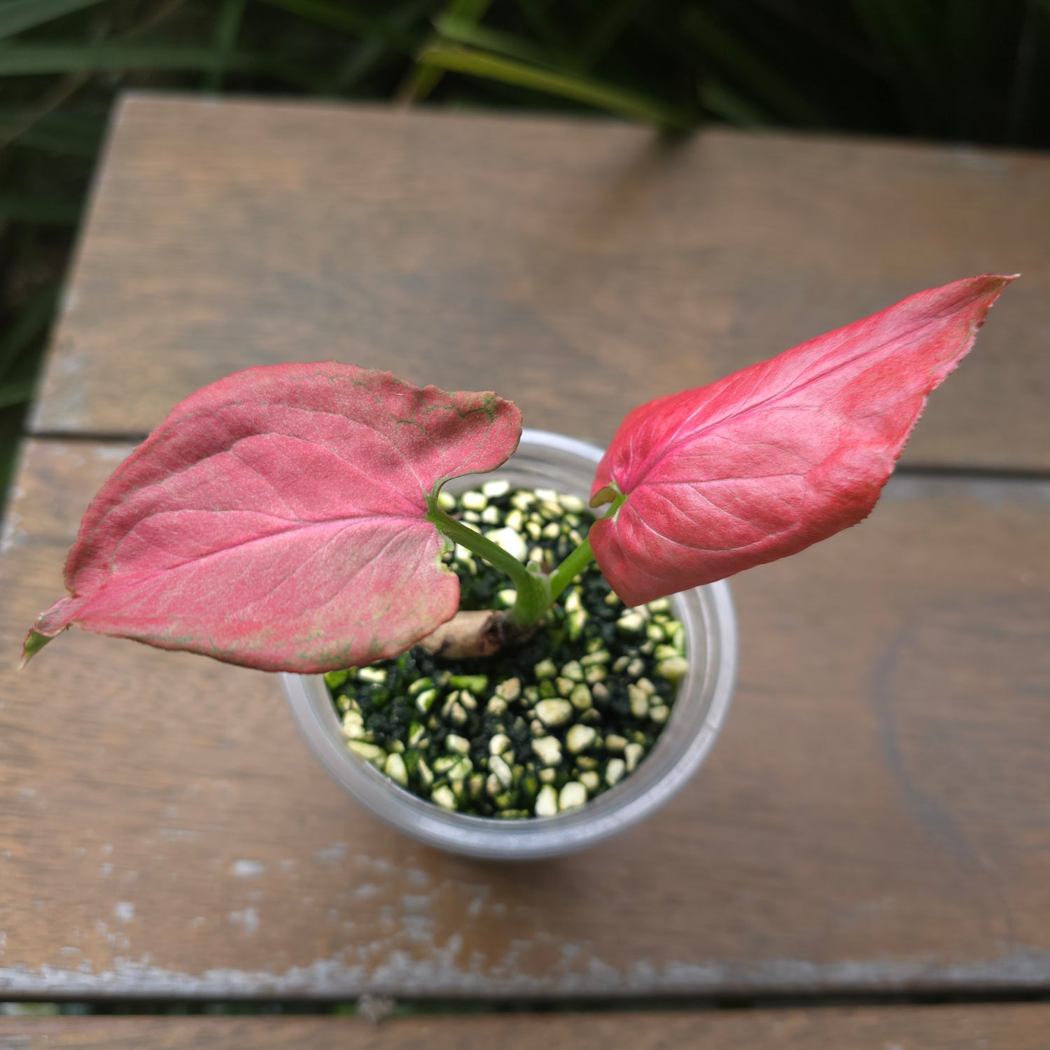 Rare Syngonium Strawberry Cream established small plant