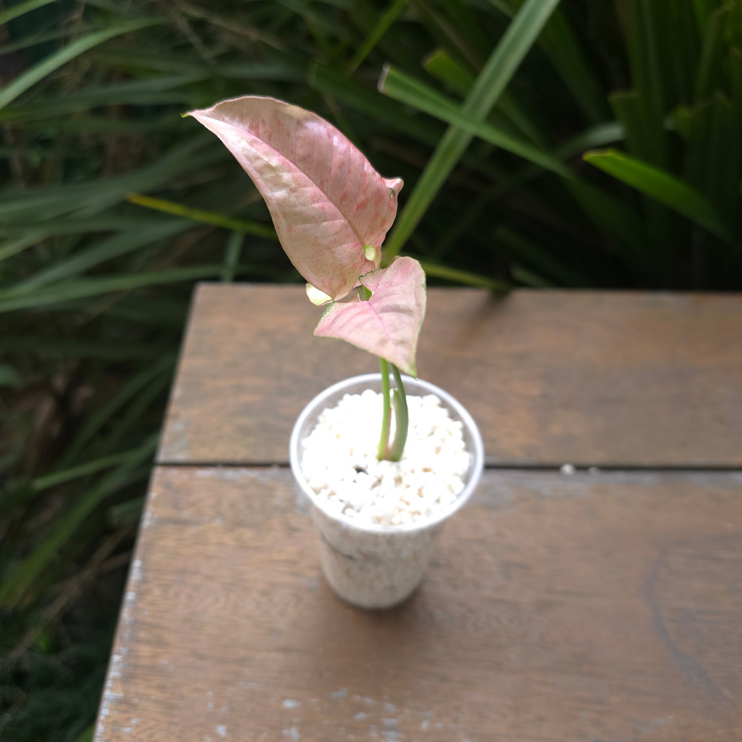 Rare Syngonium Pinkspot variegated established Plant non tc