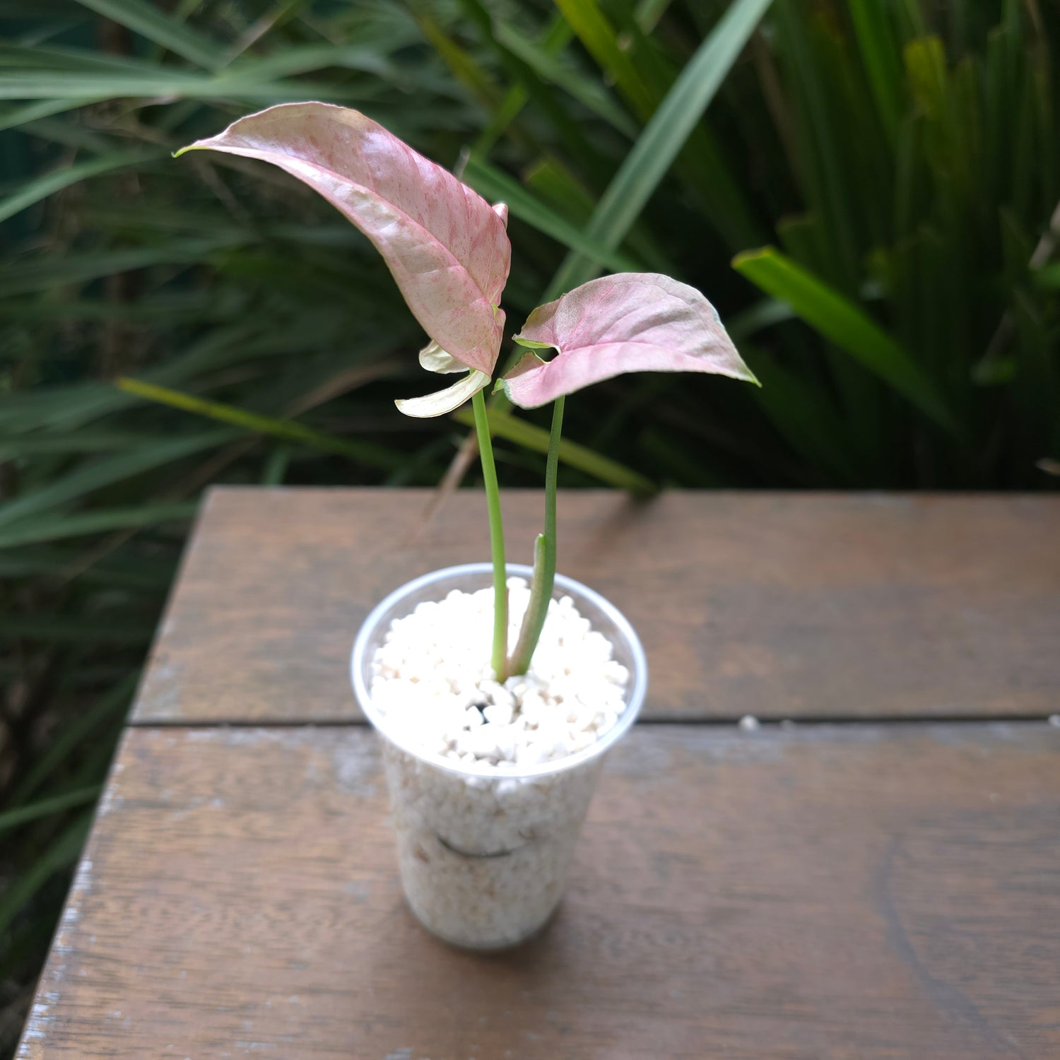 Rare Syngonium Pinkspot variegated established Plant non tc