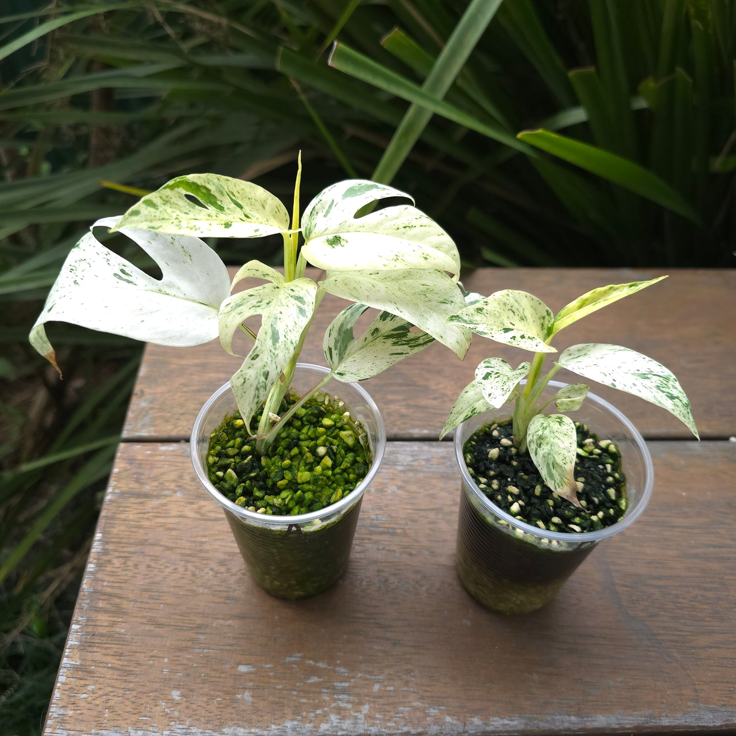 2x avail Epipremnum Pinnatum Marble variegated established plants