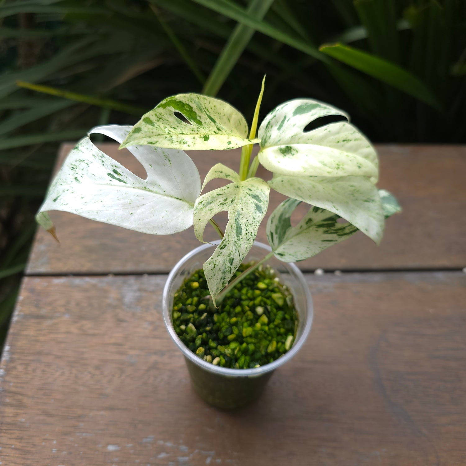 2x avail Epipremnum Pinnatum Marble variegated established plants