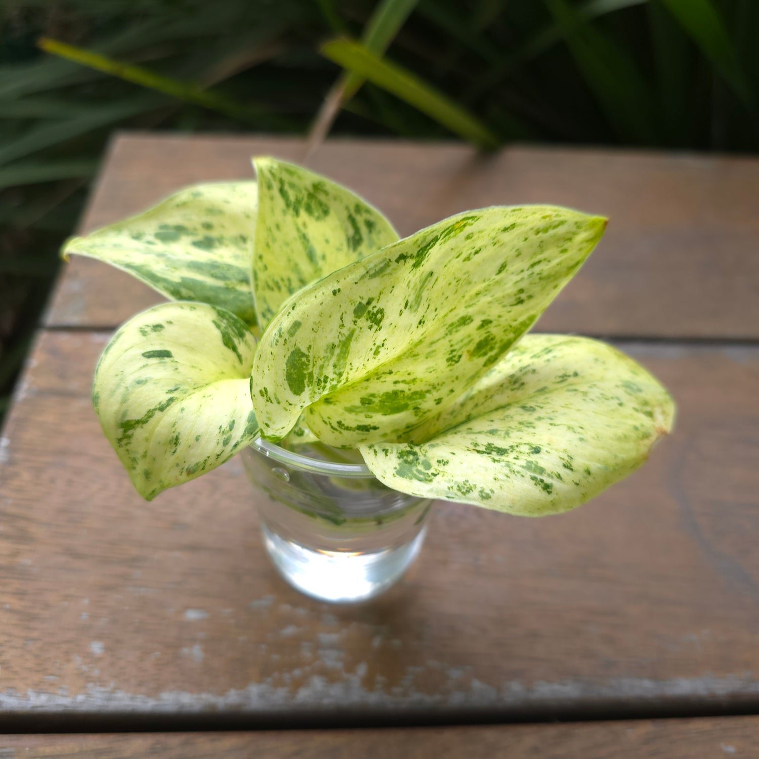 Rare Scindapsus Jade Satin white Mint Variegated UNROOTED cuttings,7 avail,randomly selected