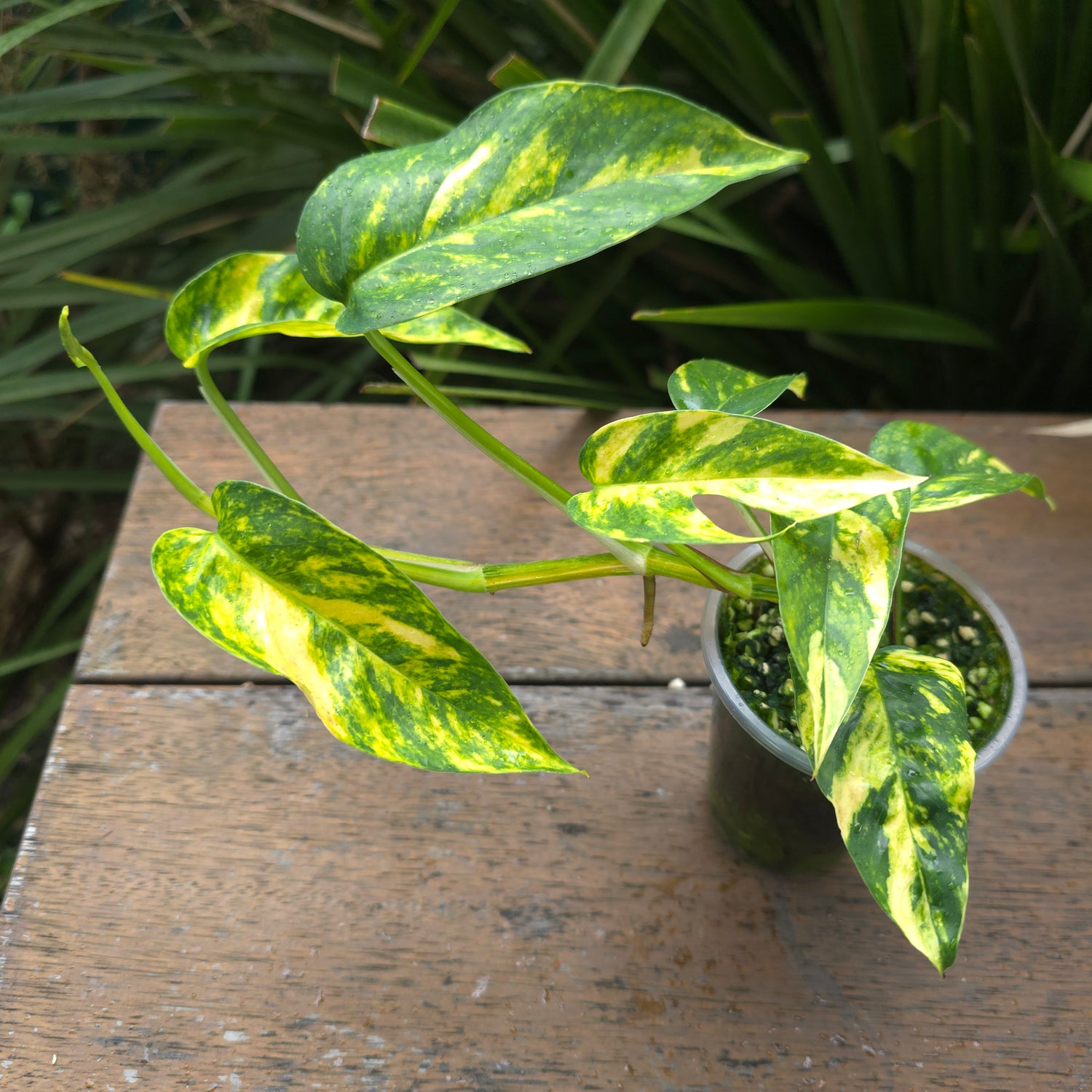 Rare Epipremnum Pinnatum Aurea variegated established Plant