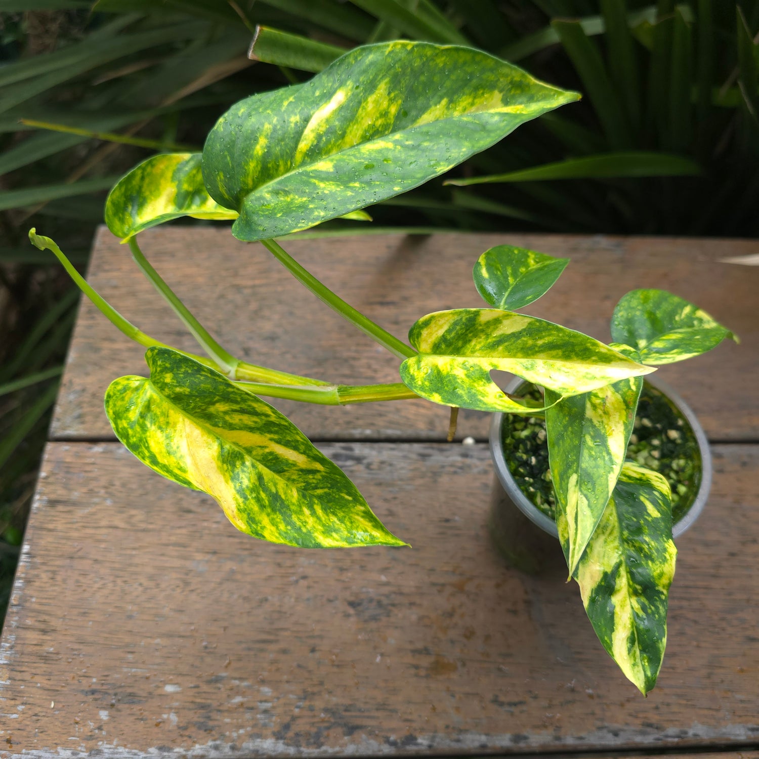 Rare Epipremnum Pinnatum Aurea variegated established Plant
