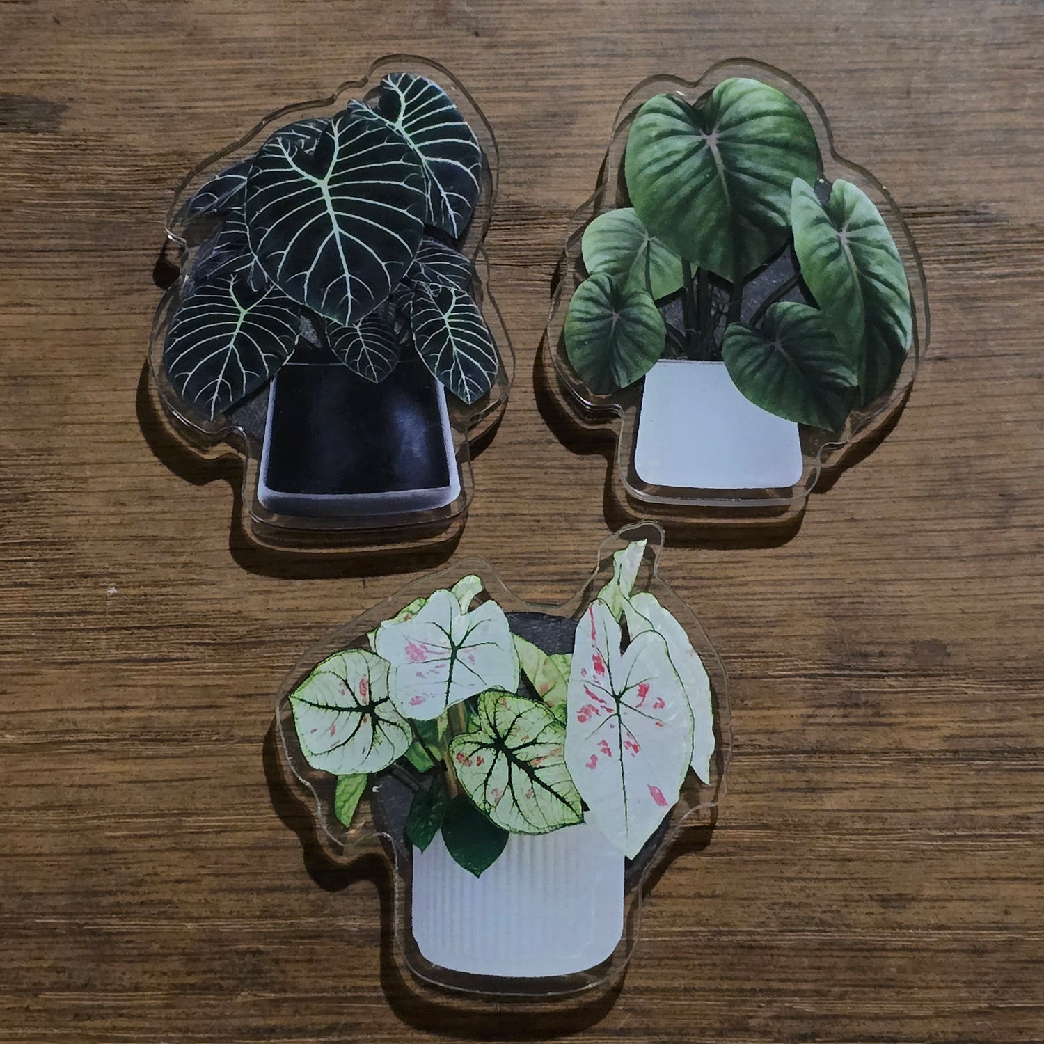 MORE Potted Houseplants Acrylic Magnets - 4 to choose from