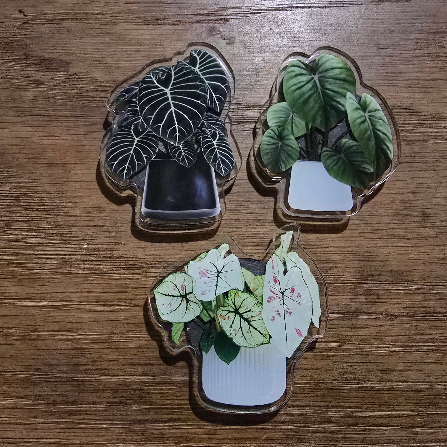 MORE Potted Houseplants Acrylic Magnets - 4 to choose from