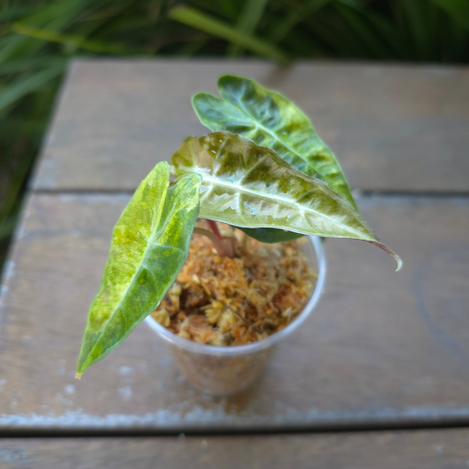 🌿 Alocasia Amazonica Aurea Splash variegated - TC🌿