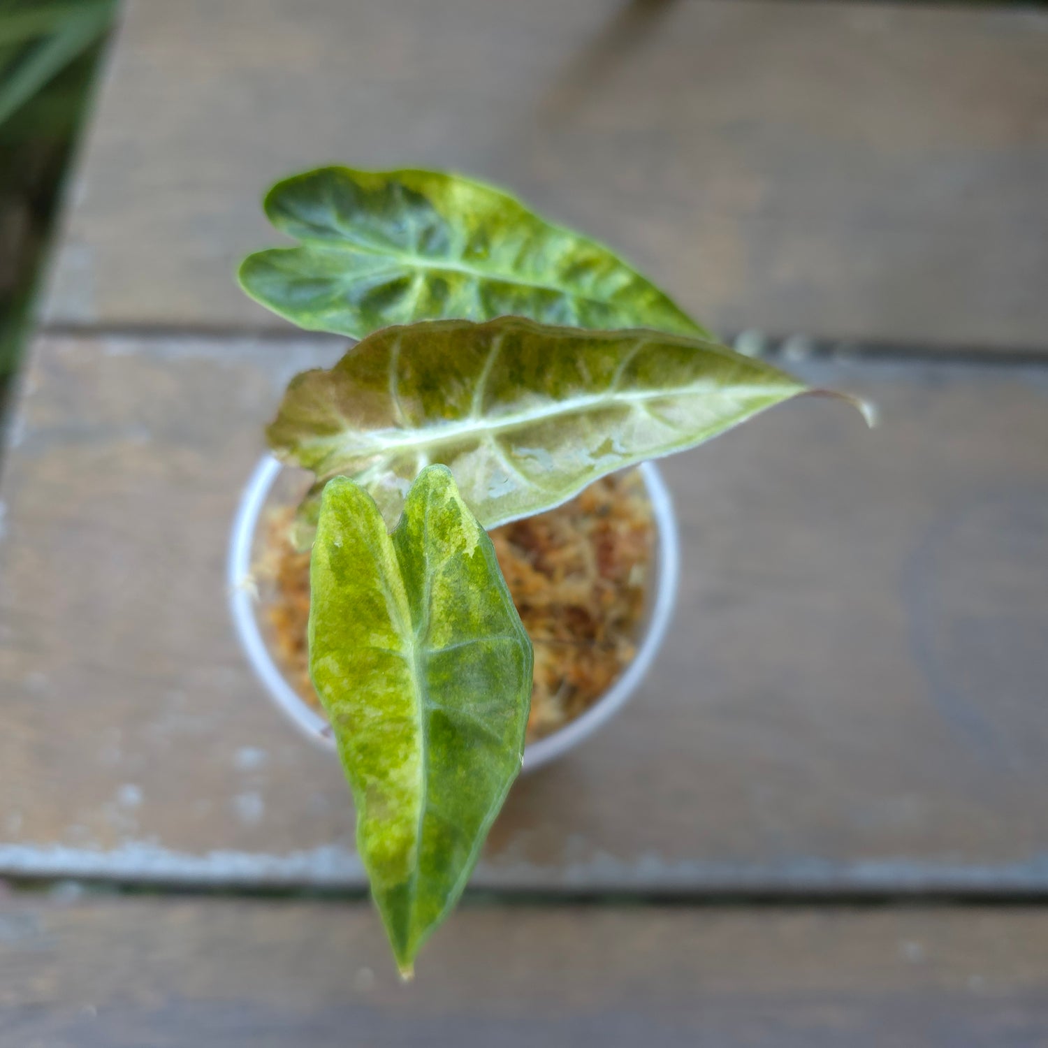 🌿 Alocasia Amazonica Aurea Splash variegated - TC🌿