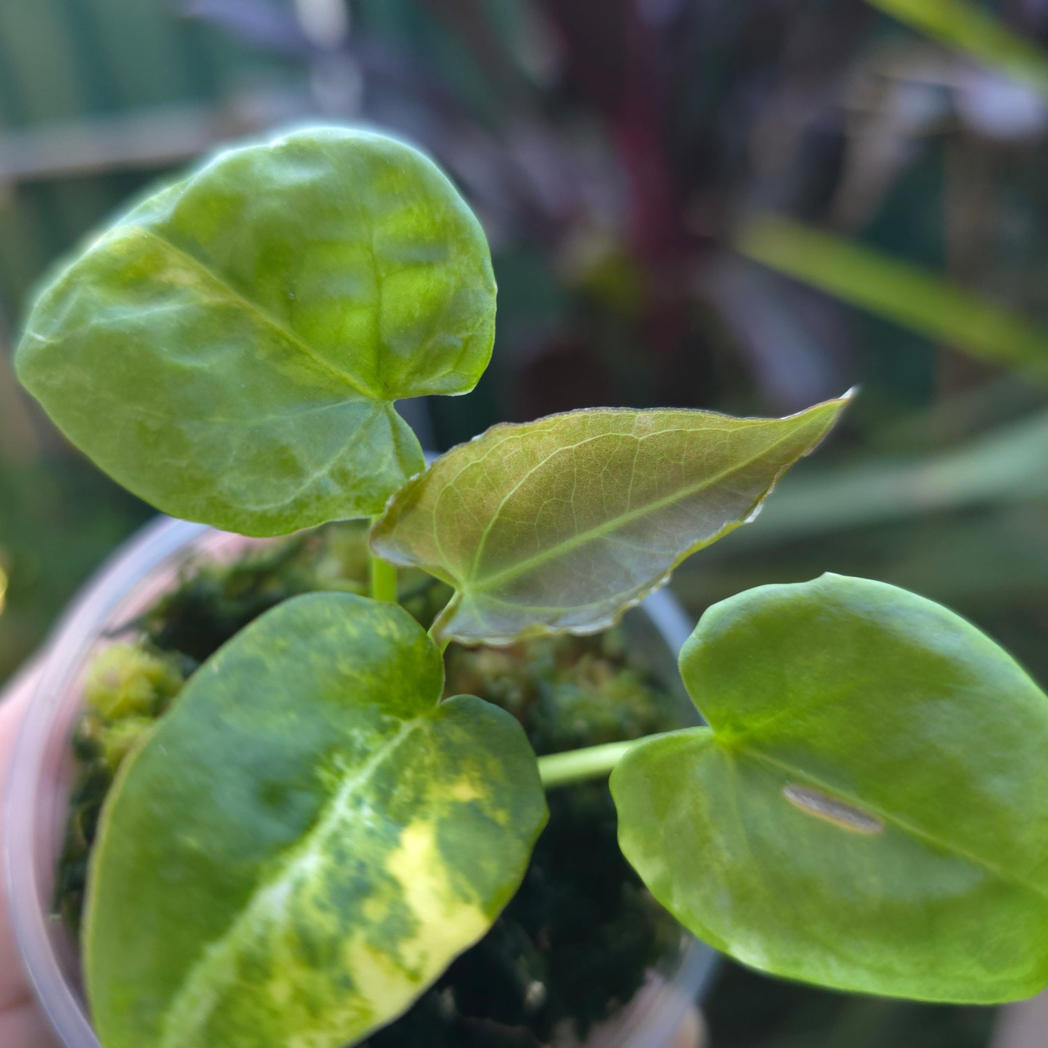 🌿Rare Anthurium Variegated Forgetii X pup🌿