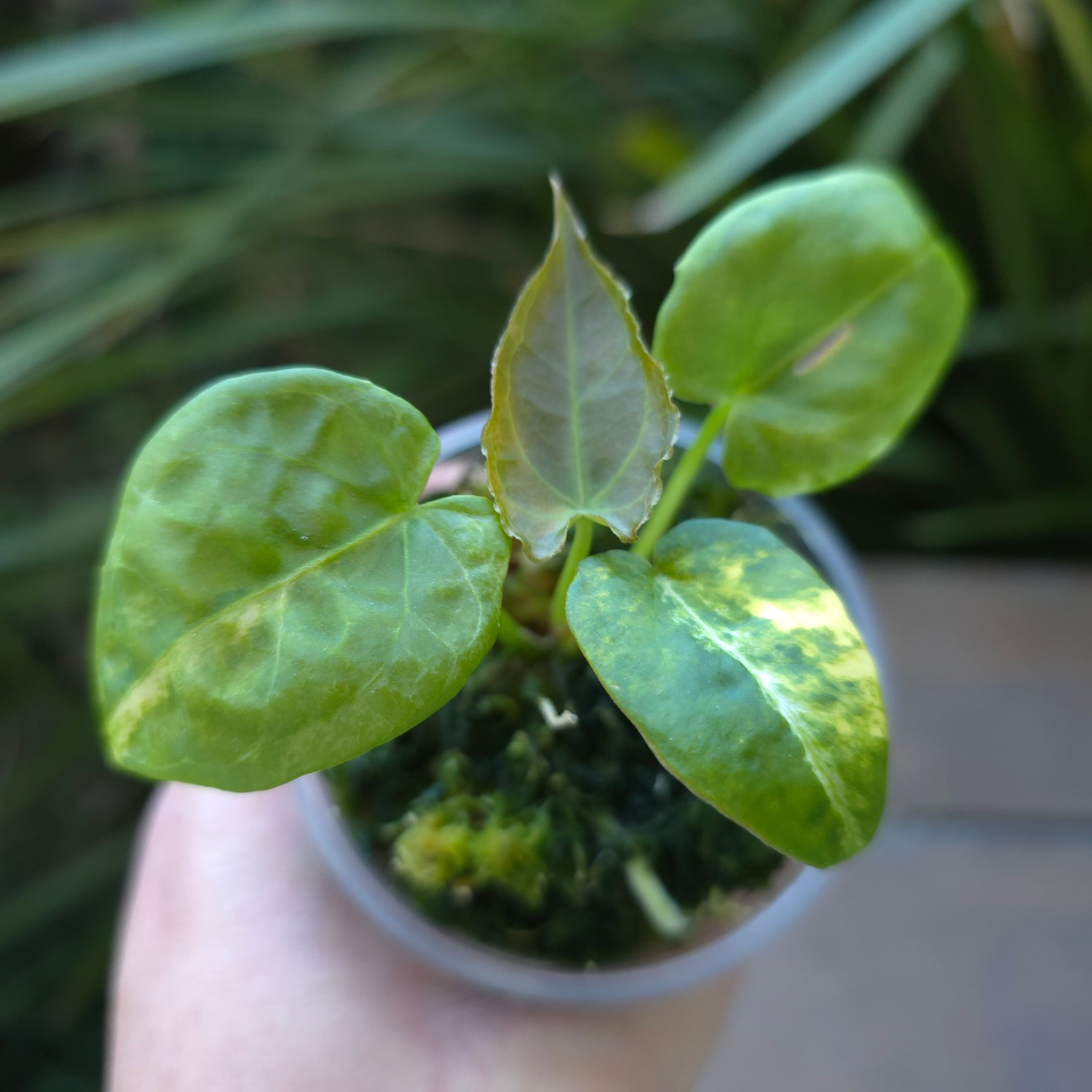 🌿Rare Anthurium Variegated Forgetii X pup🌿