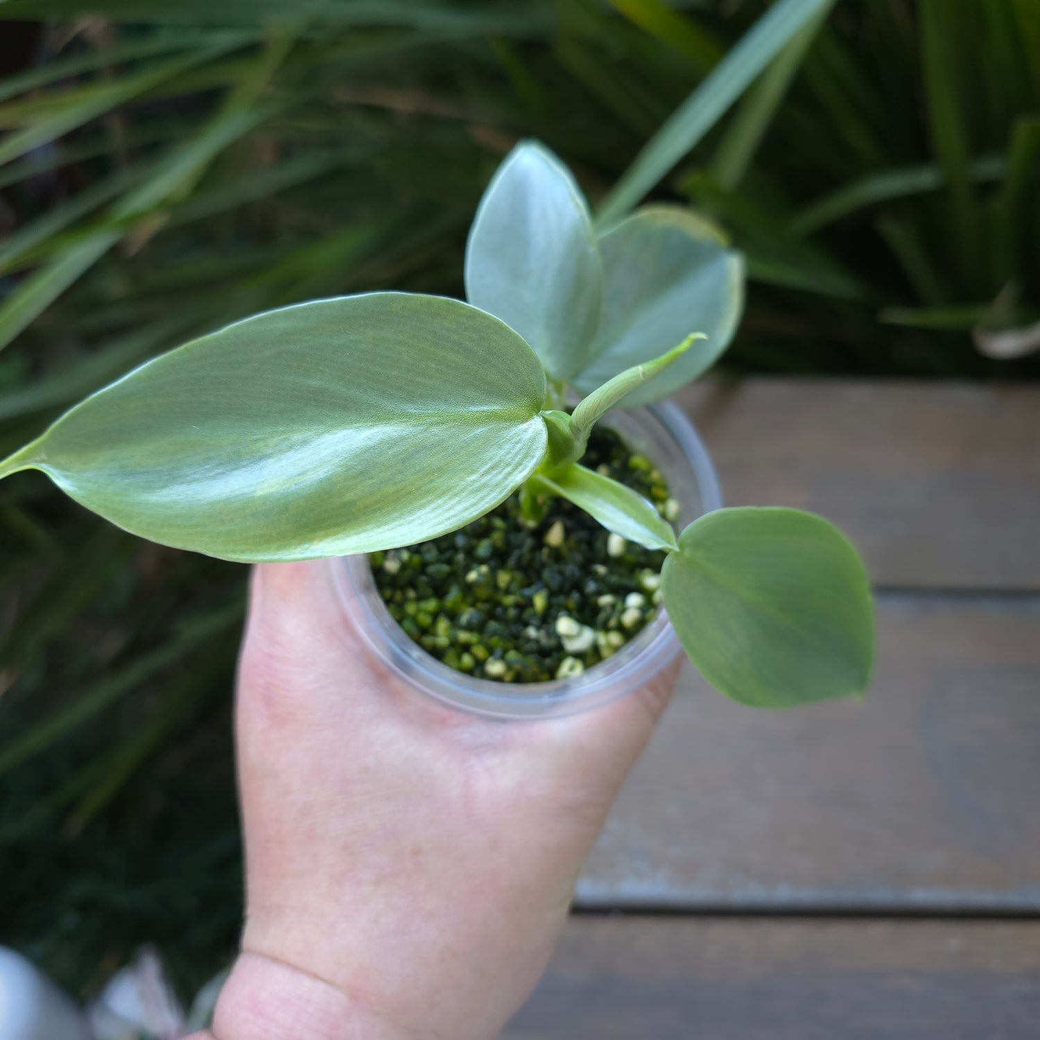 🌿Rare Philodendron Silversword Variegated Established plant Non tc🌿