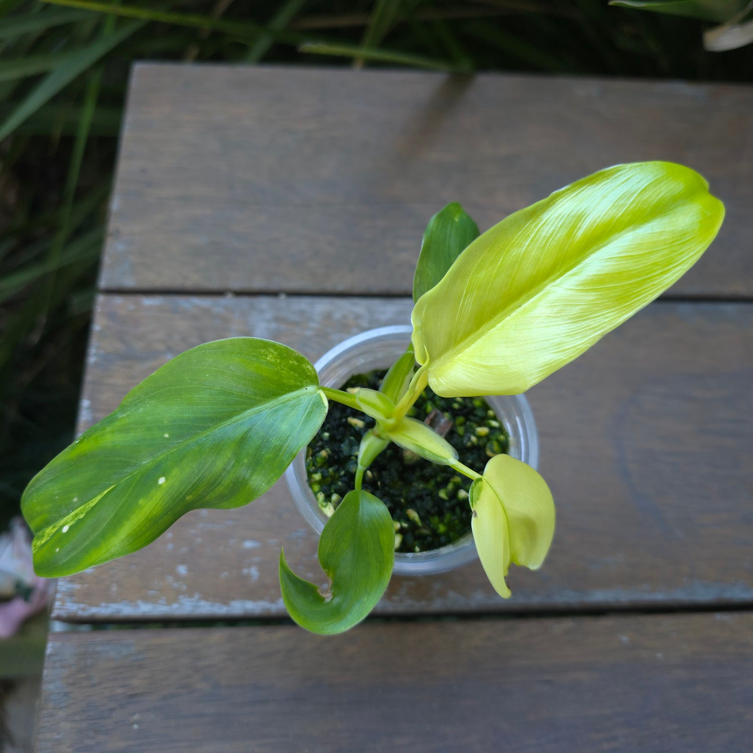 🌿Rare Philodendrom Domesticum Variegated Established baby Plant non tc🌿