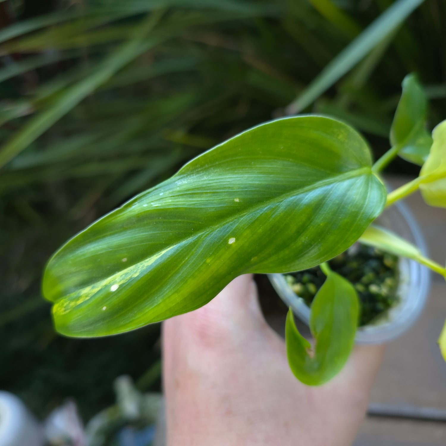 🌿Rare Philodendrom Domesticum Variegated Established baby Plant non tc🌿