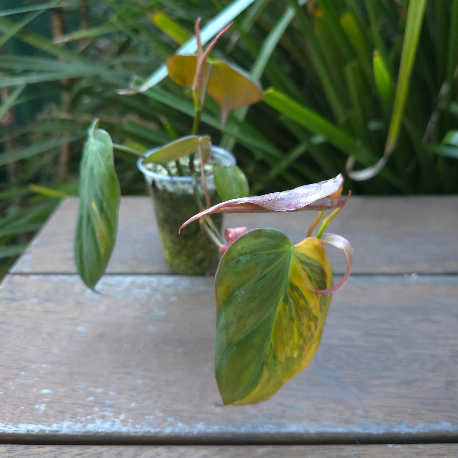 2x avail 🌿Rare Philodendron Micans Variegated est plants non tc🌿