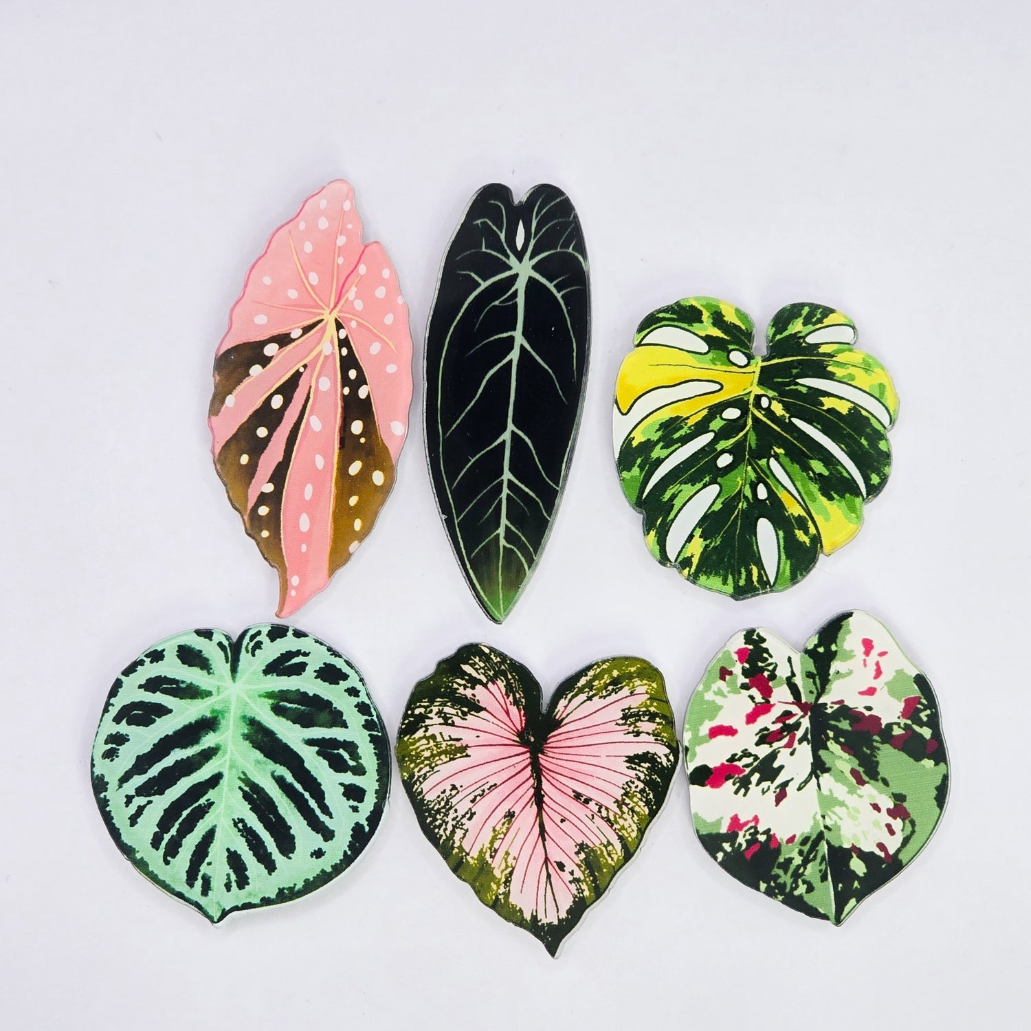 6 Pack of Rare Variegated Leaves Fridge Magnets, 2 different sets avail