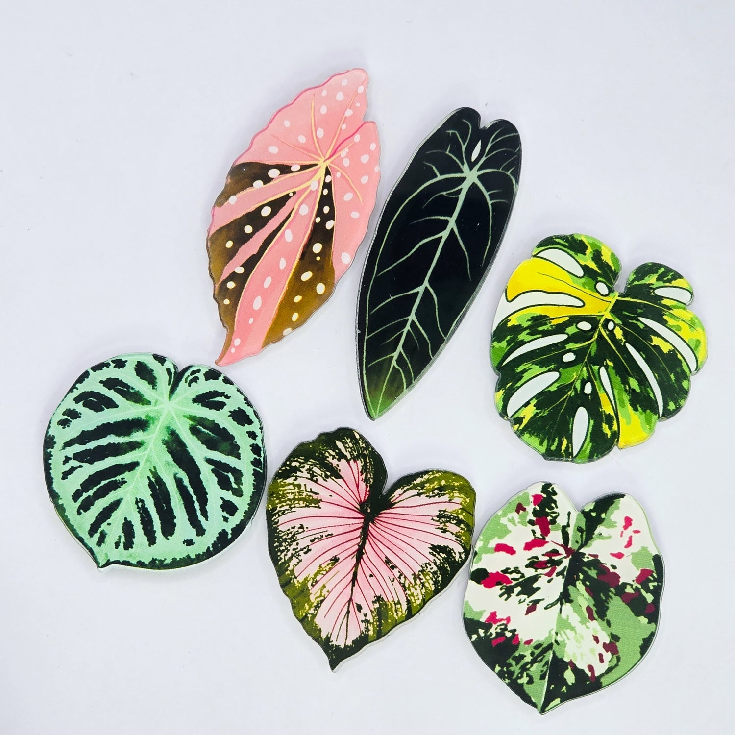 6 Pack of Rare Variegated Leaves Fridge Magnets, 2 different sets avail