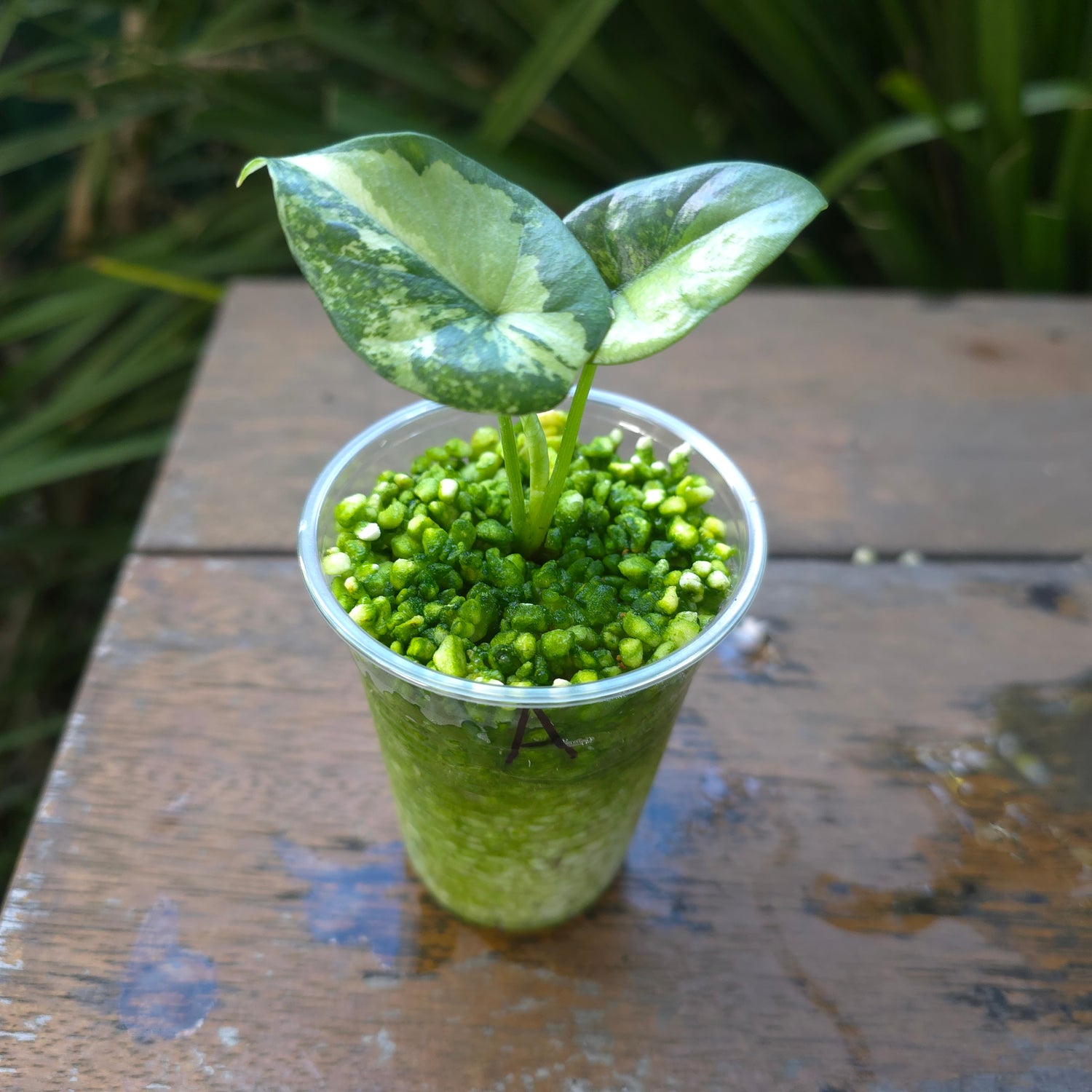 2x🌿Super Rare🌿 Alocasia Sinuata Mint variegated baby plants