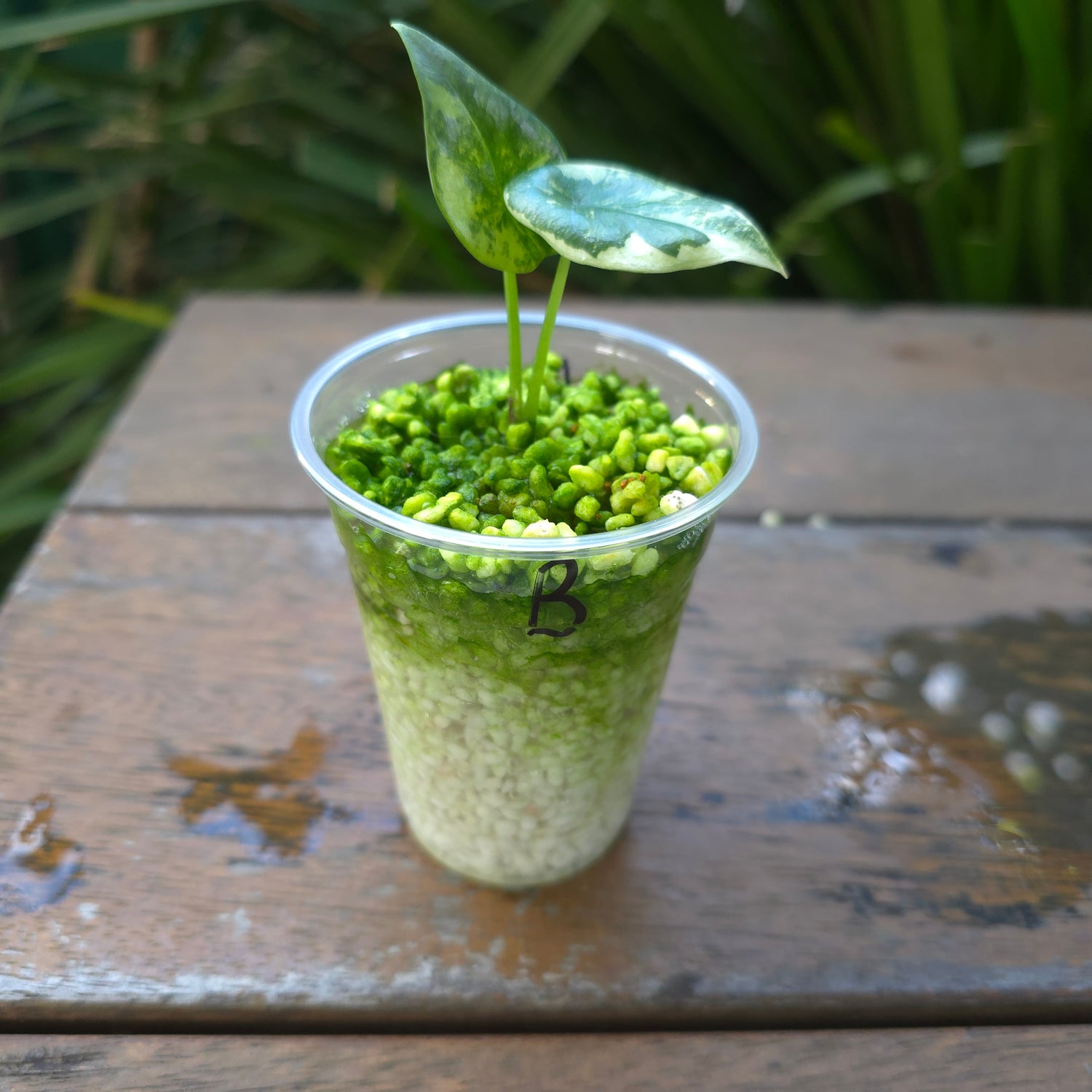 2x🌿Super Rare🌿 Alocasia Sinuata Mint variegated baby plants