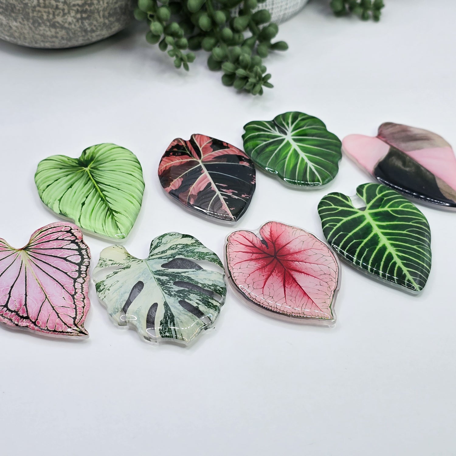 ⭐️NEW⭐️ Rare Variegated Houseplant leaves refrigerator Magnets