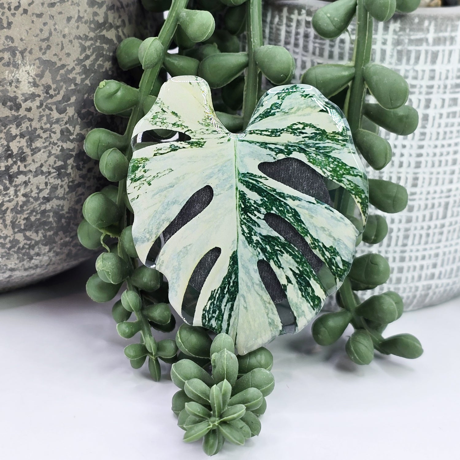 ⭐️NEW⭐️ Rare Variegated Houseplant leaves refrigerator Magnets