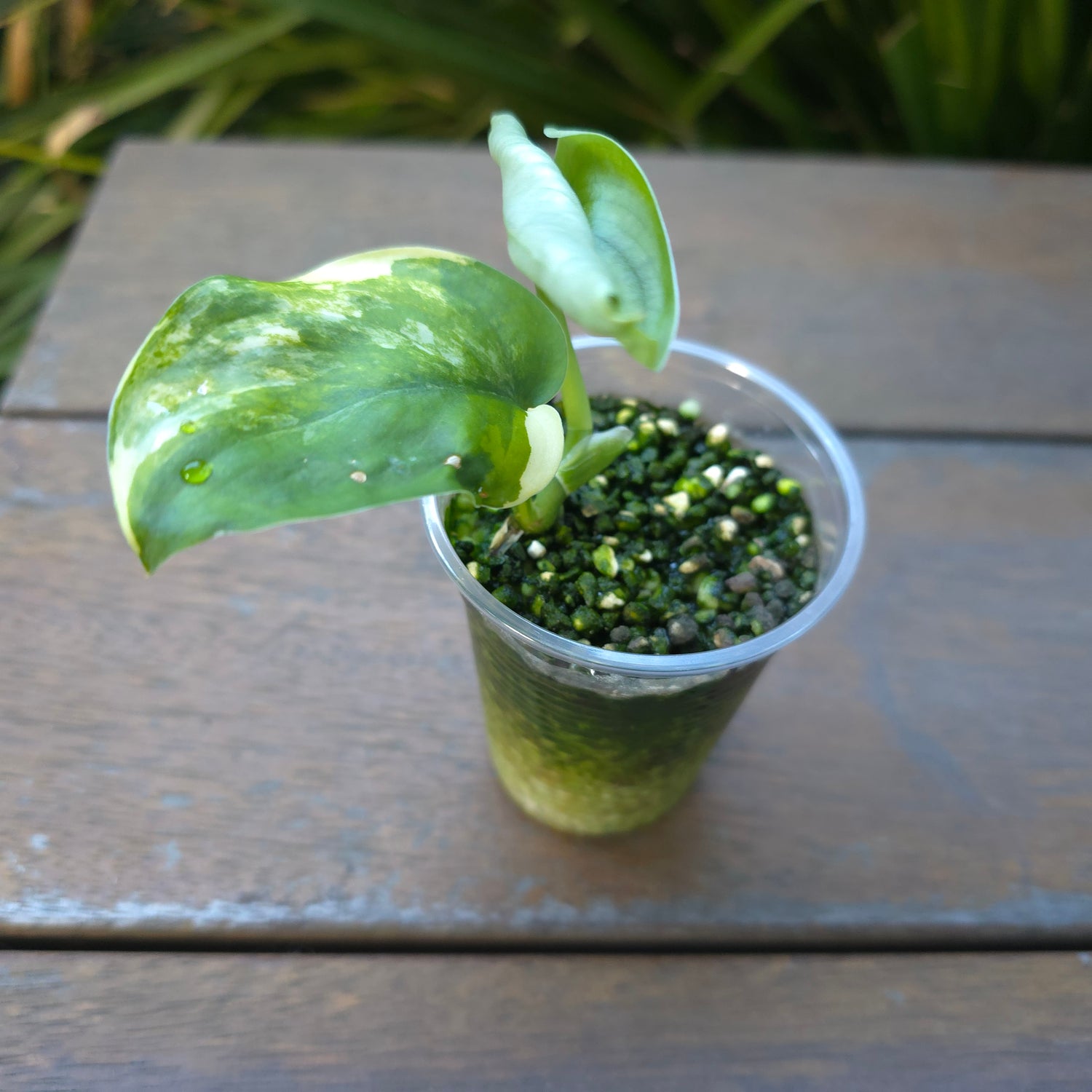🌿Rare Scindapsus Jade Satin Aurea variegated established little plant non tc