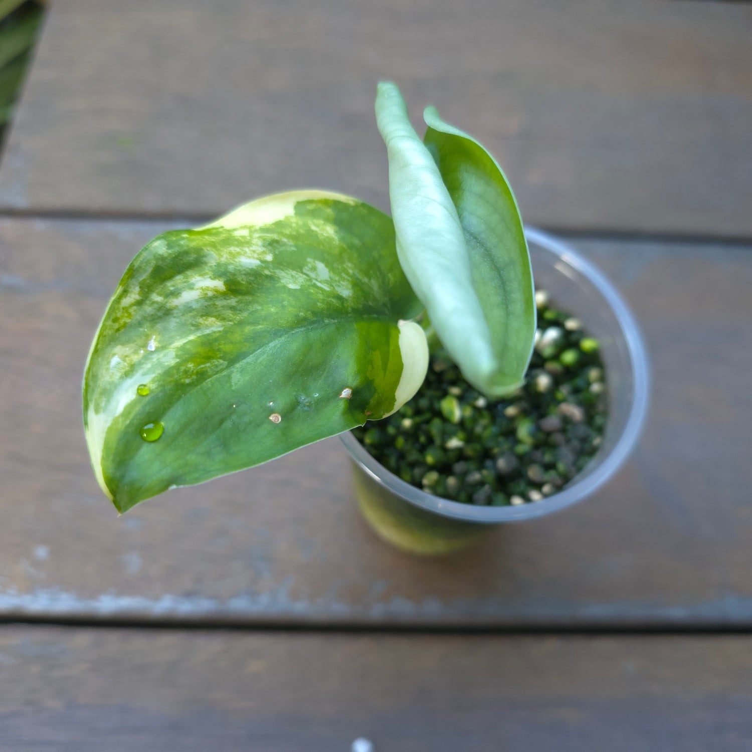 🌿Rare Scindapsus Jade Satin Aurea variegated established little plant non tc
