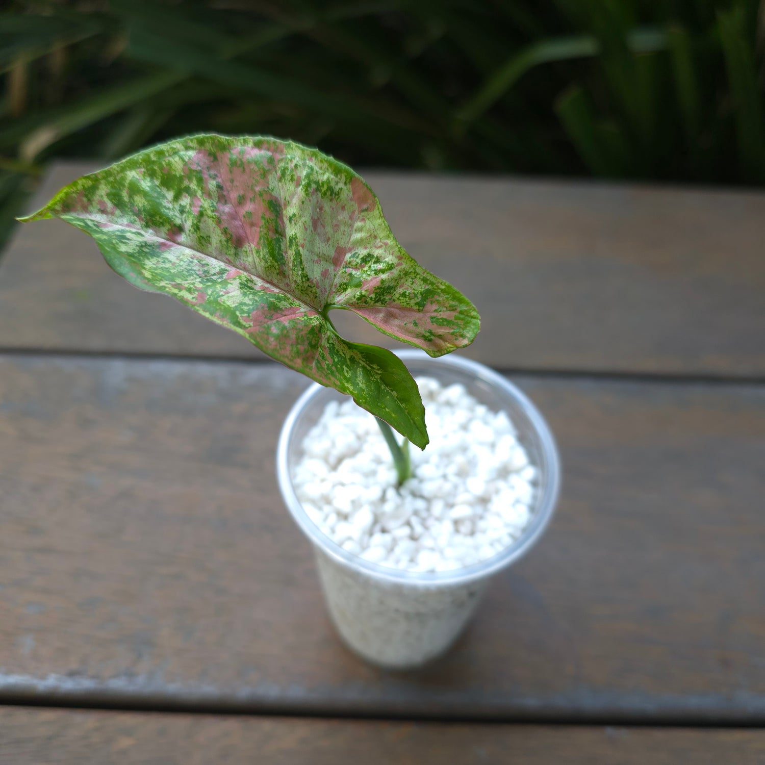 🌿Rare Syngonium Confetti Tricolour established baby plant non tc🌿