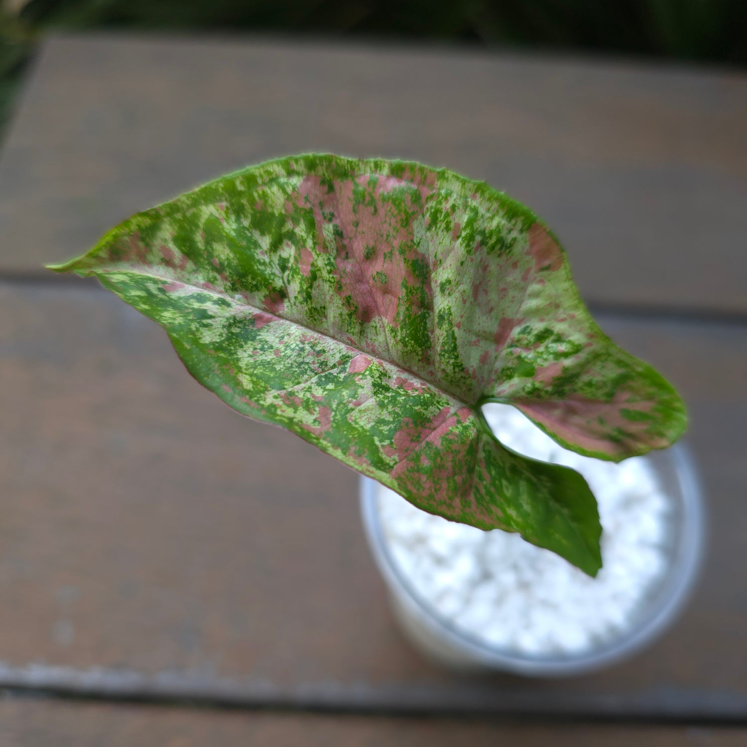 🌿Rare Syngonium Confetti Tricolour established baby plant non tc🌿
