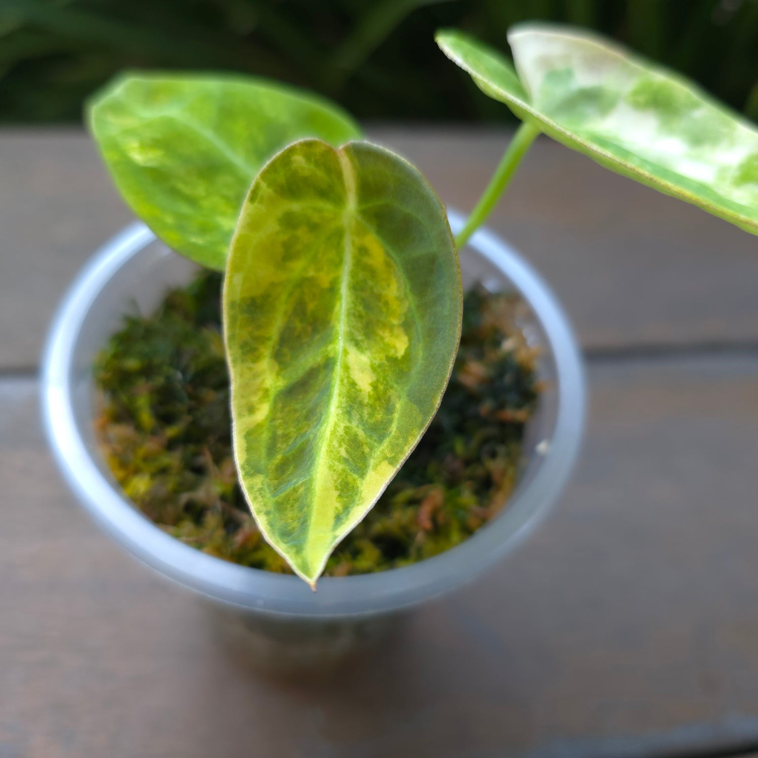 🌿Rare Anthurium Forgetii Variegated pup🌿non tc.