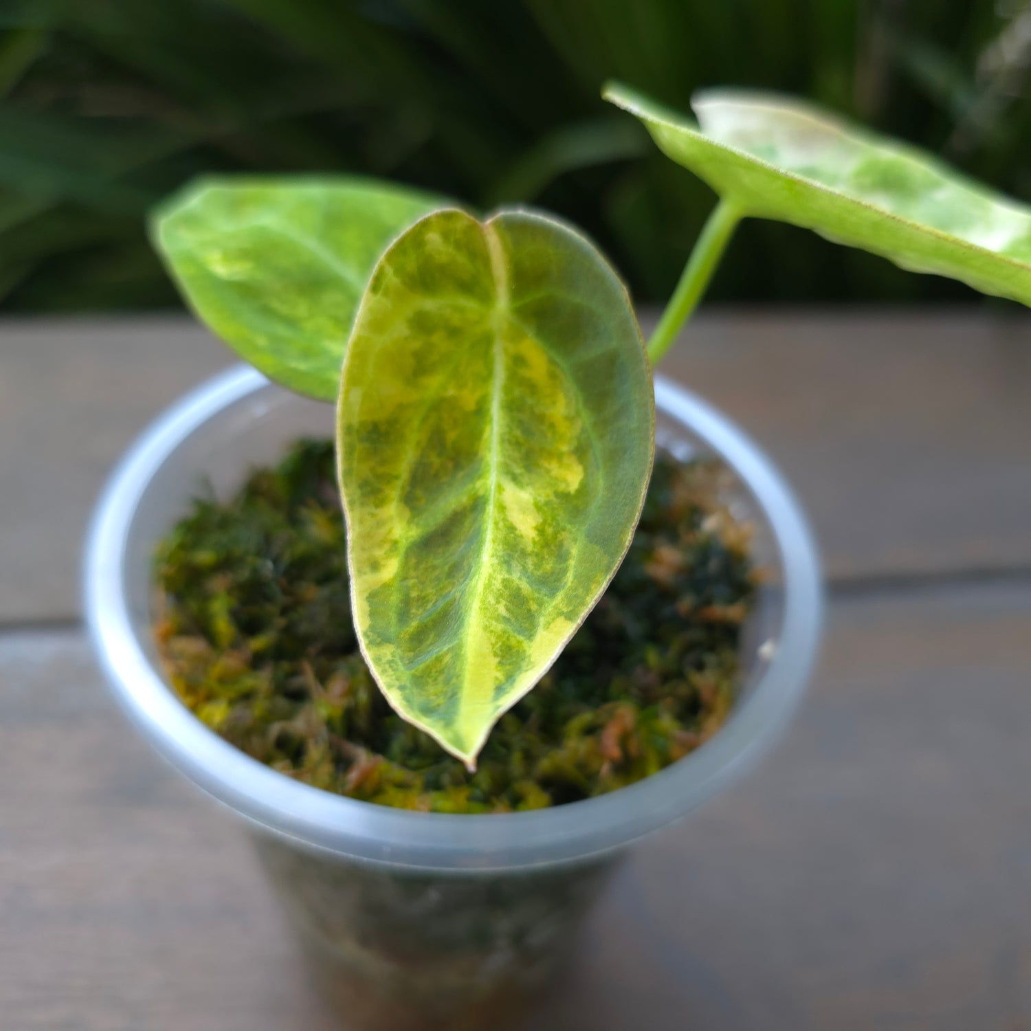 🌿Rare Anthurium Forgetii Variegated pup🌿non tc.