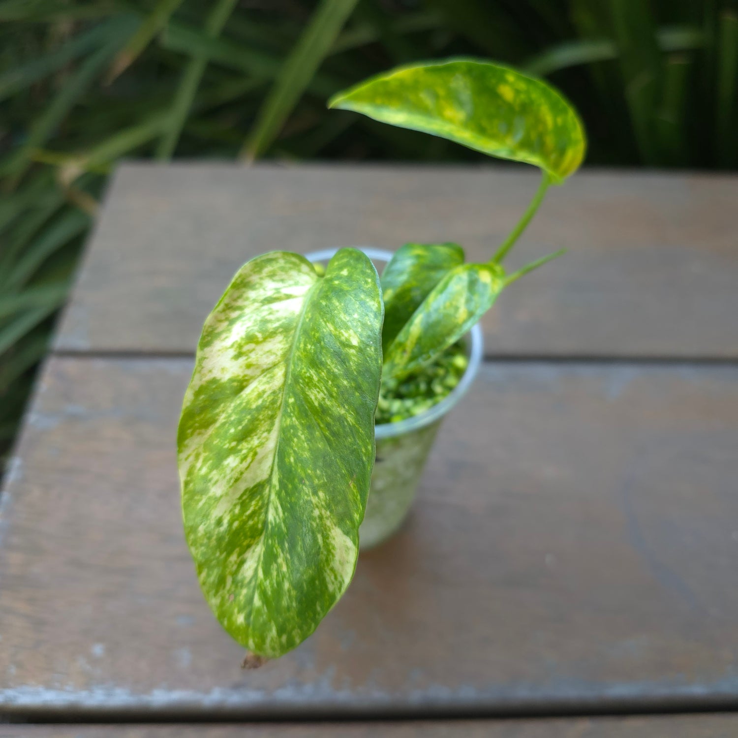 2x avail🌿Rare Epipremnum Pinnatum Aurea Variegated established plants🌿