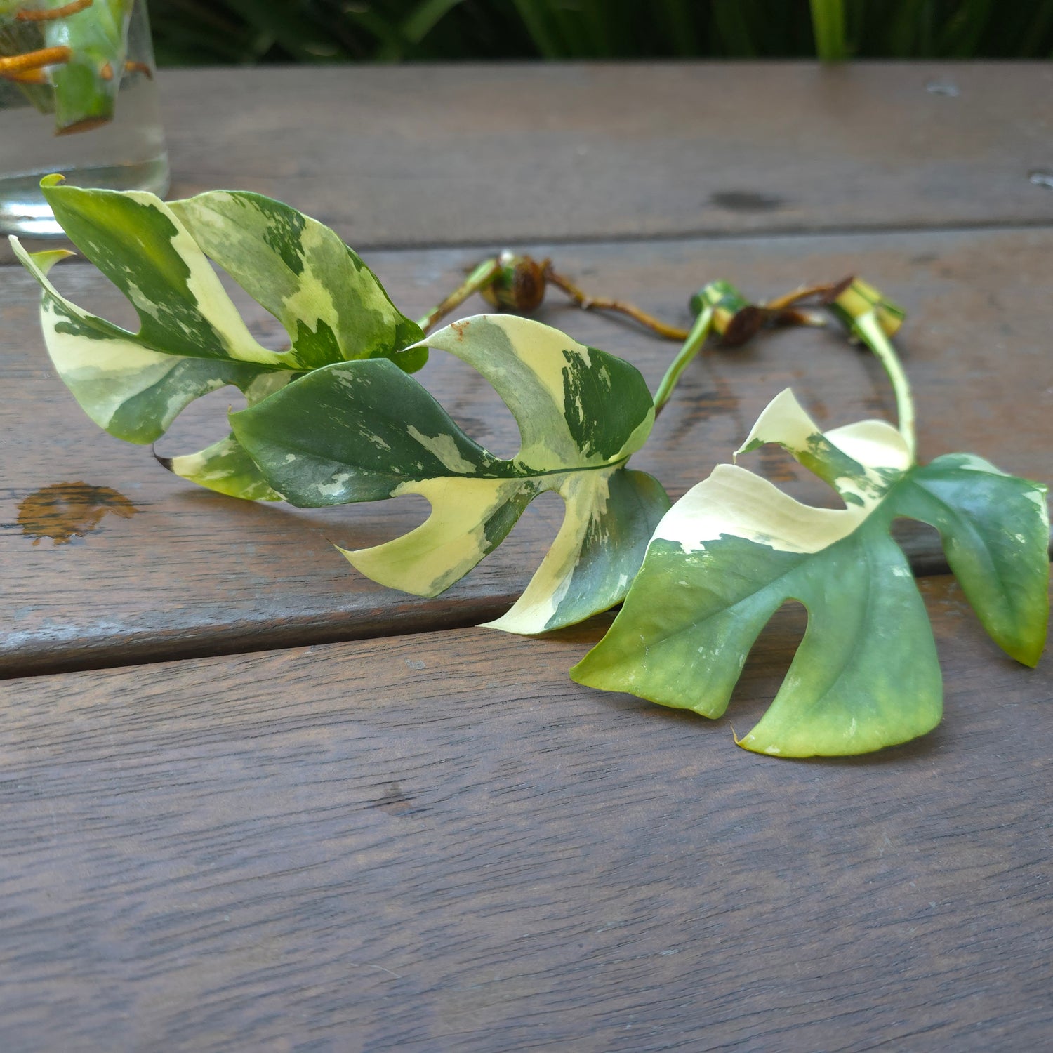 3x cuttings avail🌿Rare Raphidophora Tetrasperma Albo Variegated semi rooted cuttings Non tc🌿
