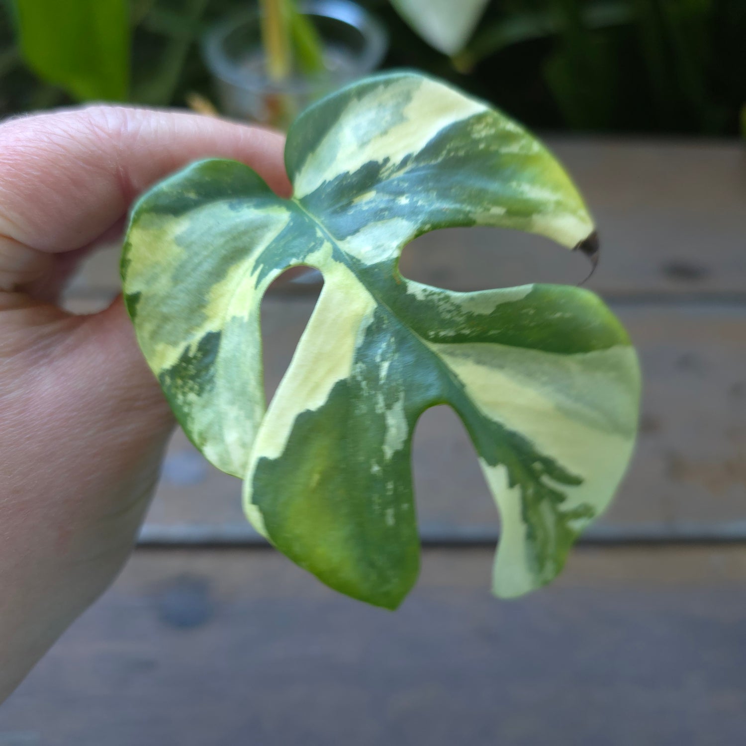 3x cuttings avail🌿Rare Raphidophora Tetrasperma Albo Variegated semi rooted cuttings Non tc🌿