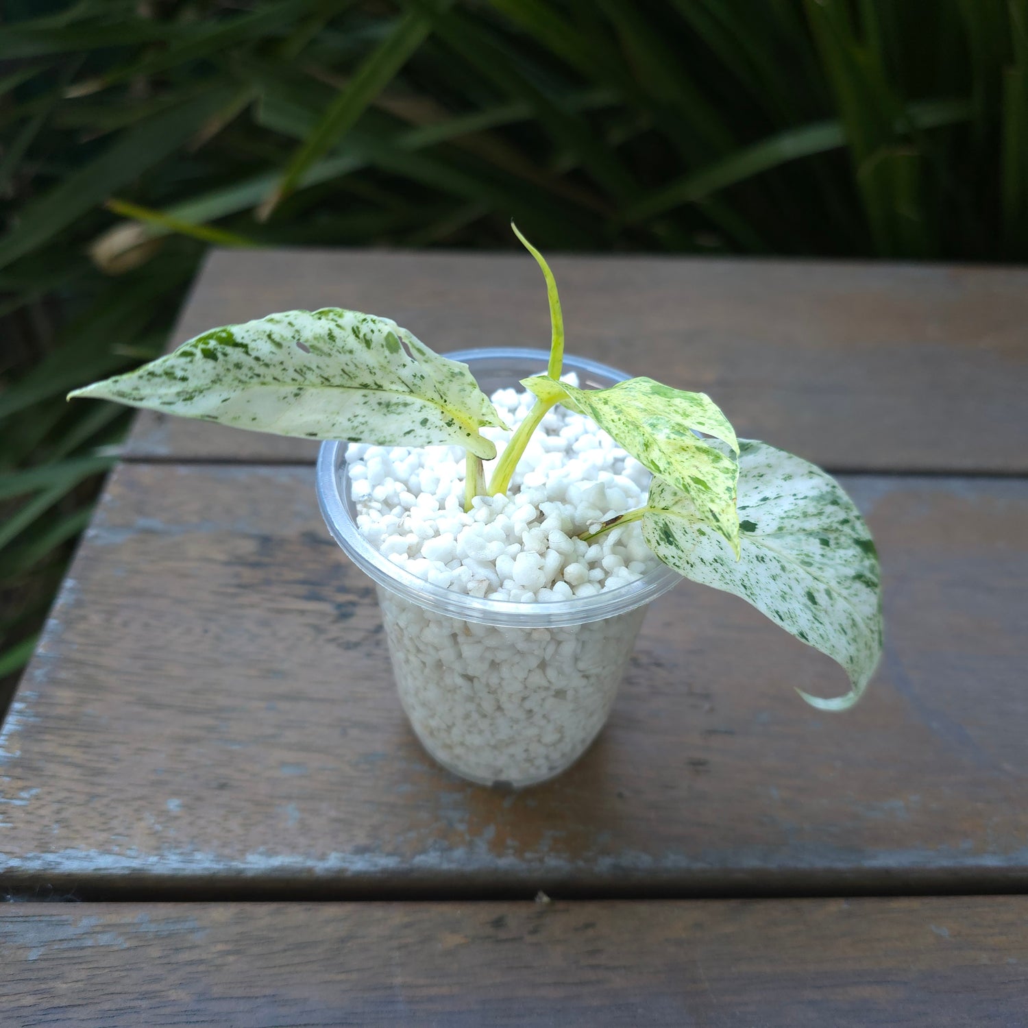 Rare Epipremnum Pinnatum Marble variegated established plant