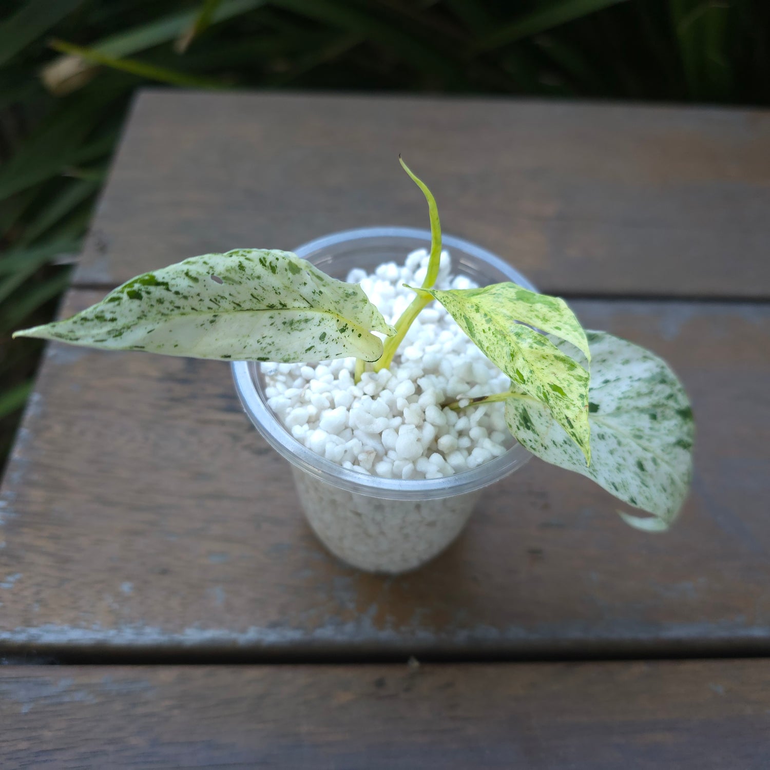 Rare Epipremnum Pinnatum Marble variegated established plant