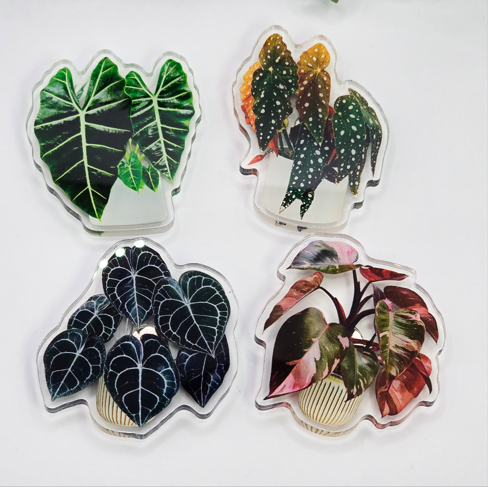 Rare potted Houseplants Refrigerator Magnets, Begonia, Alocasia, Philodendron, Anthurium