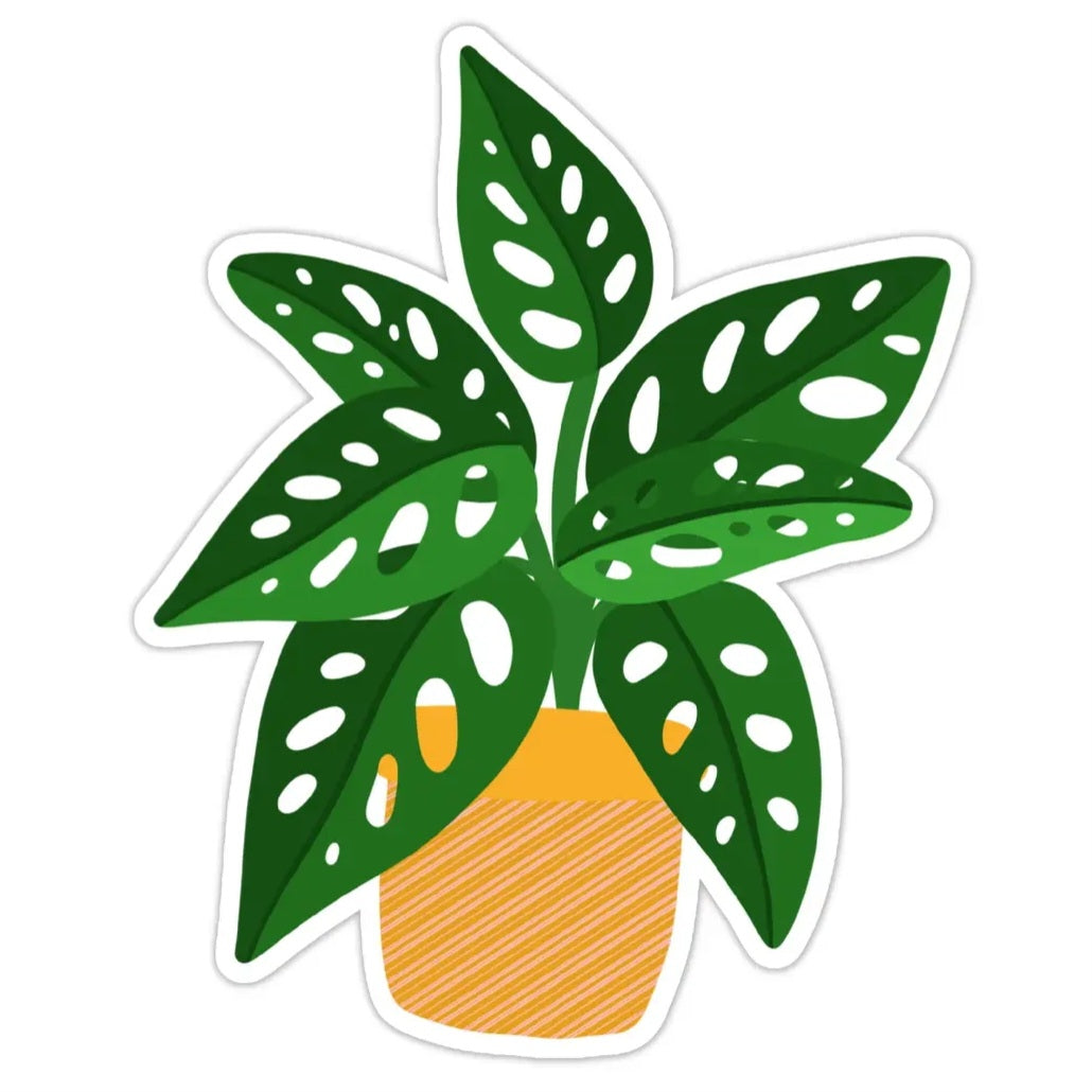 Monstera Adansonii Aurea Variegated Vinyl Houseplant Sticker