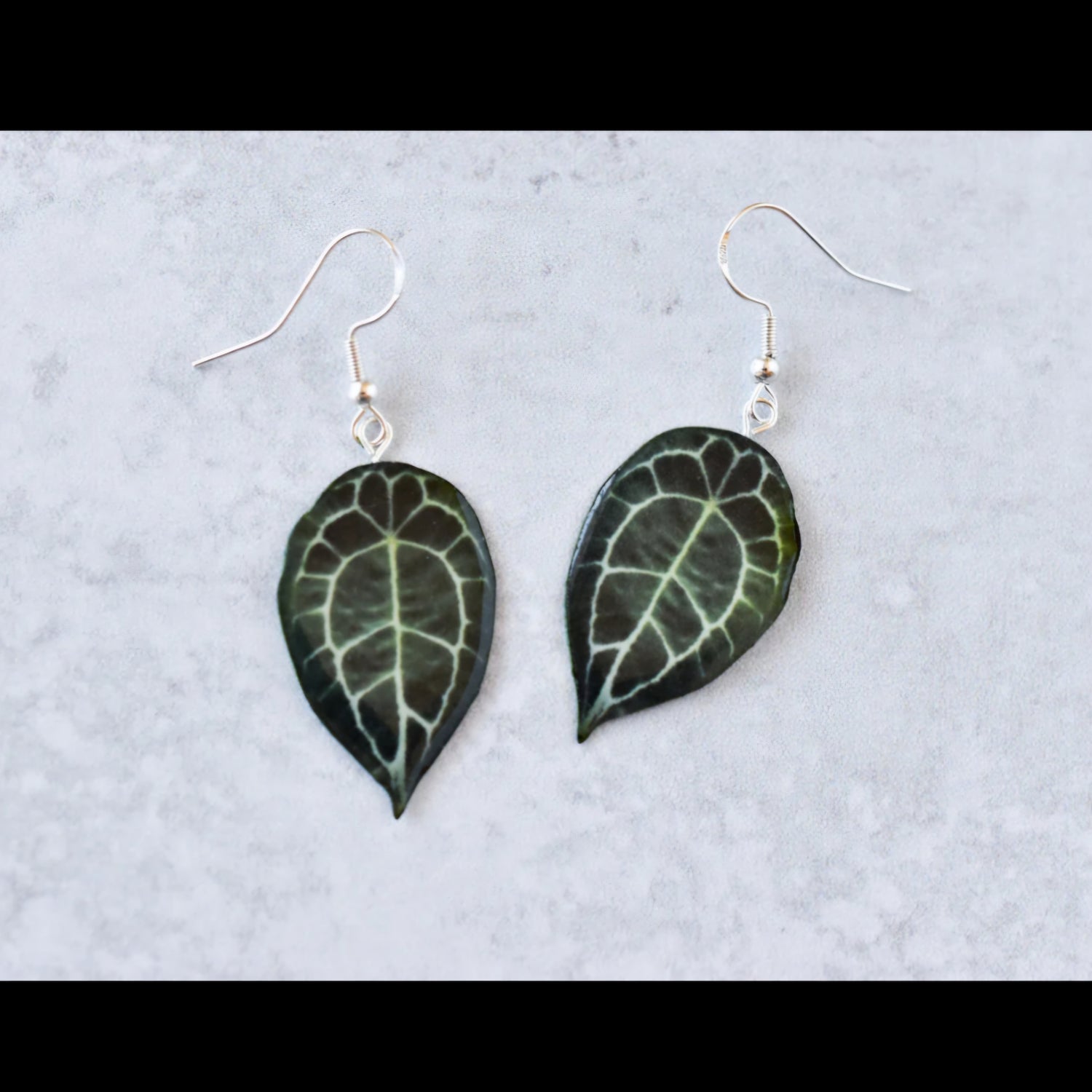 Anthurium Forgetii Houseplant Earrings With Stirling silver hooks