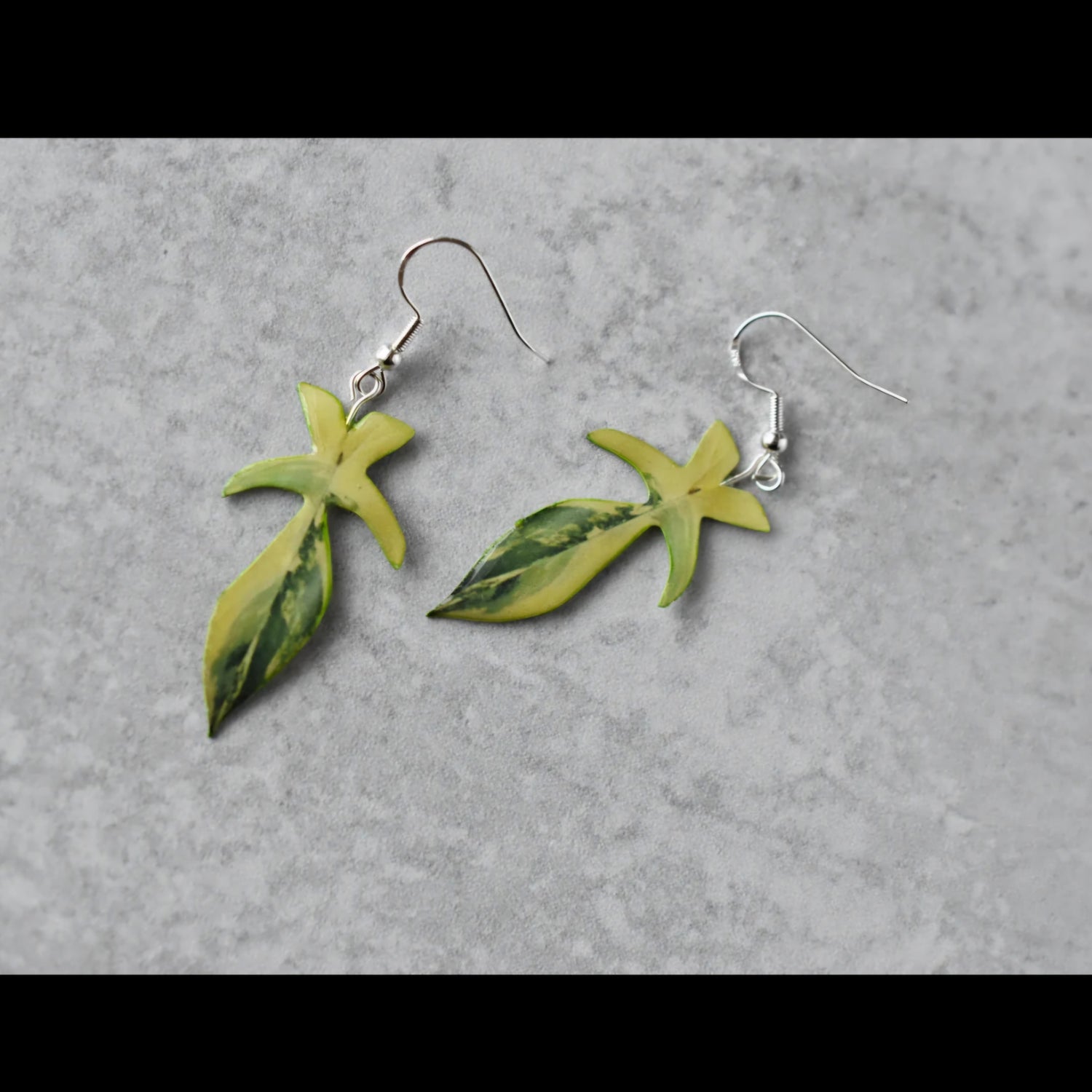 Philodendron Florida Beauty Variegated Houseplant Earrings With Stirling silver hooks