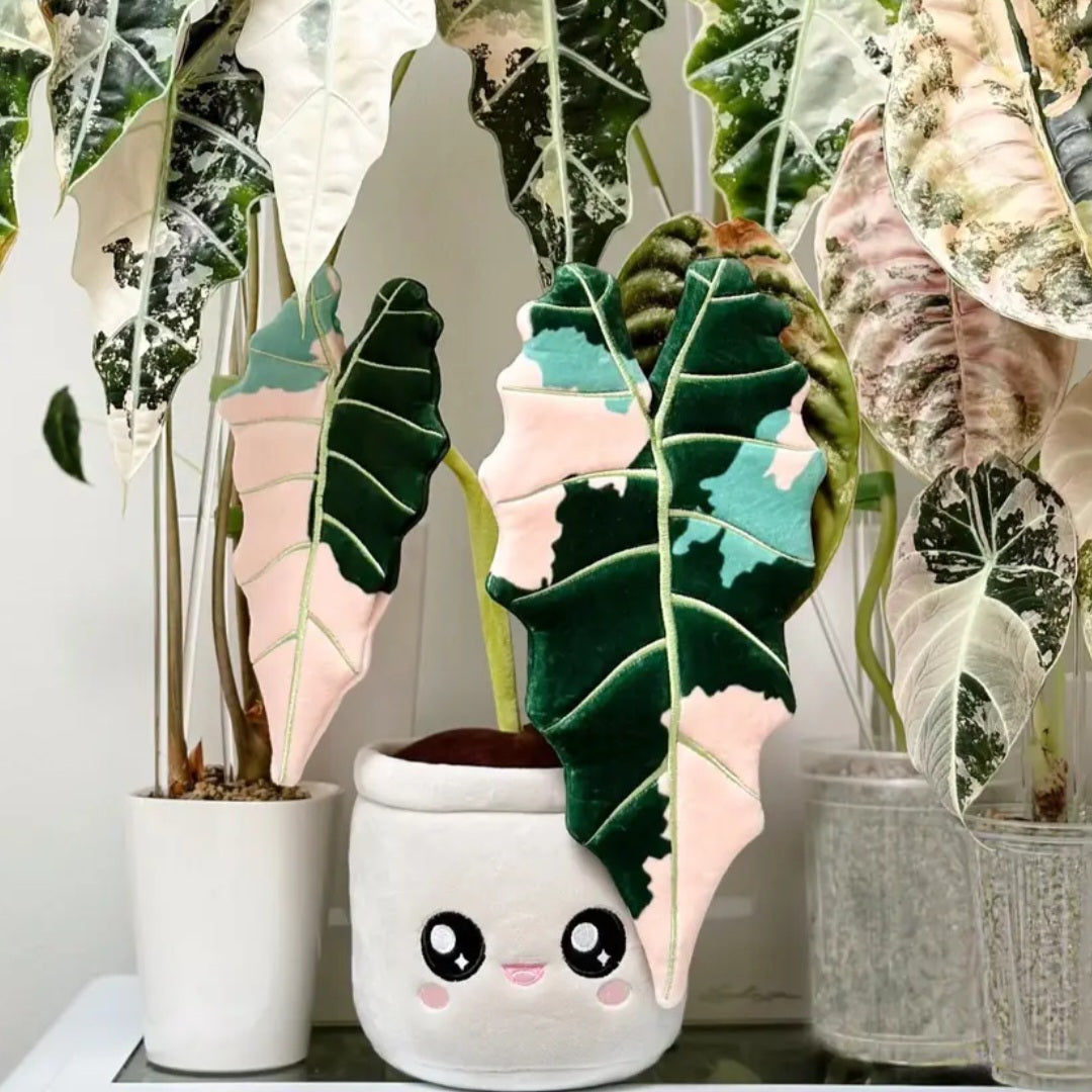 LARGE Kawaii Alocasia Amazonica Pink Variegated Plushie