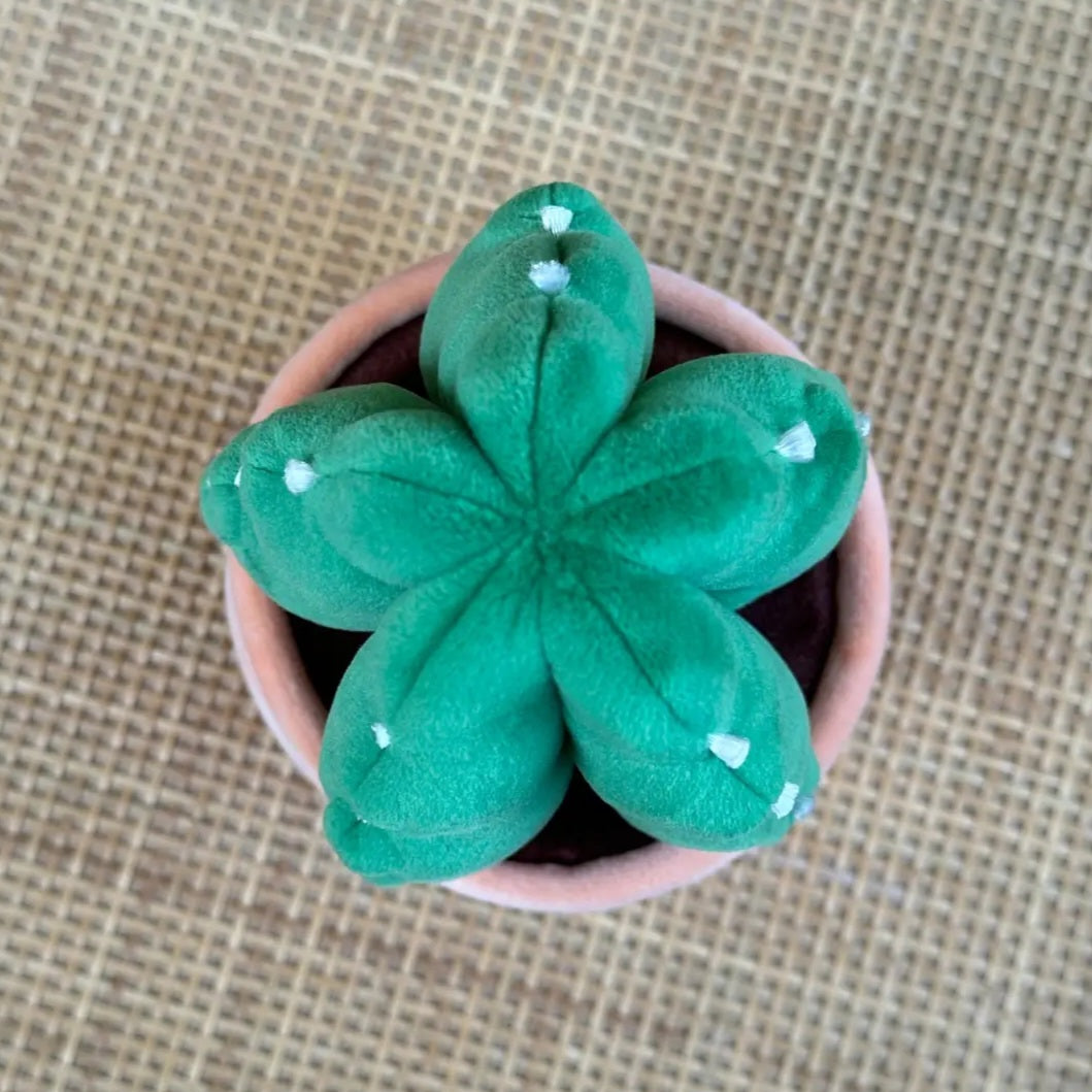 ⭐️PREORDER⭐️MEDIUM Kawaii Cuddly Cactus Plushie