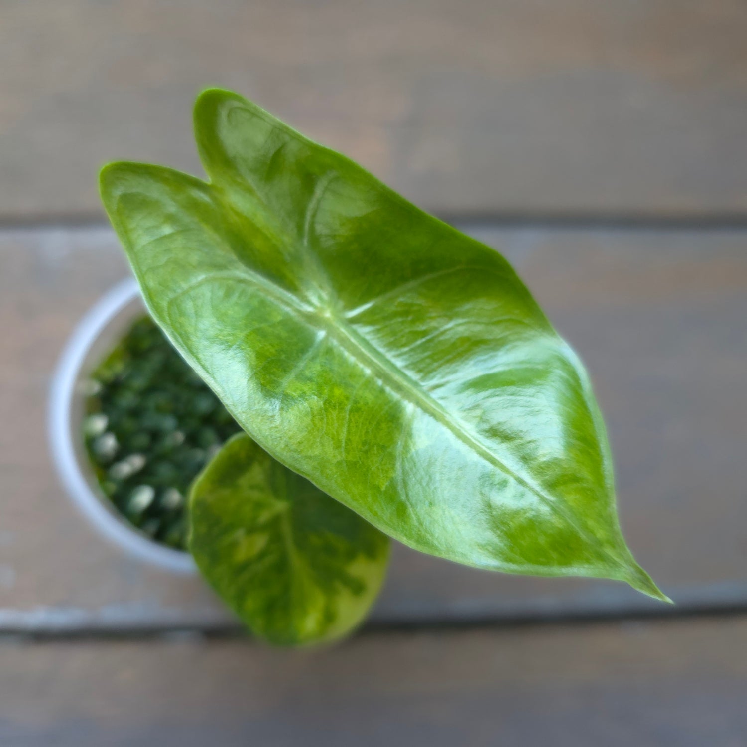 🌿Alocasia Pink Dragon Variegated baby plant TC Plant