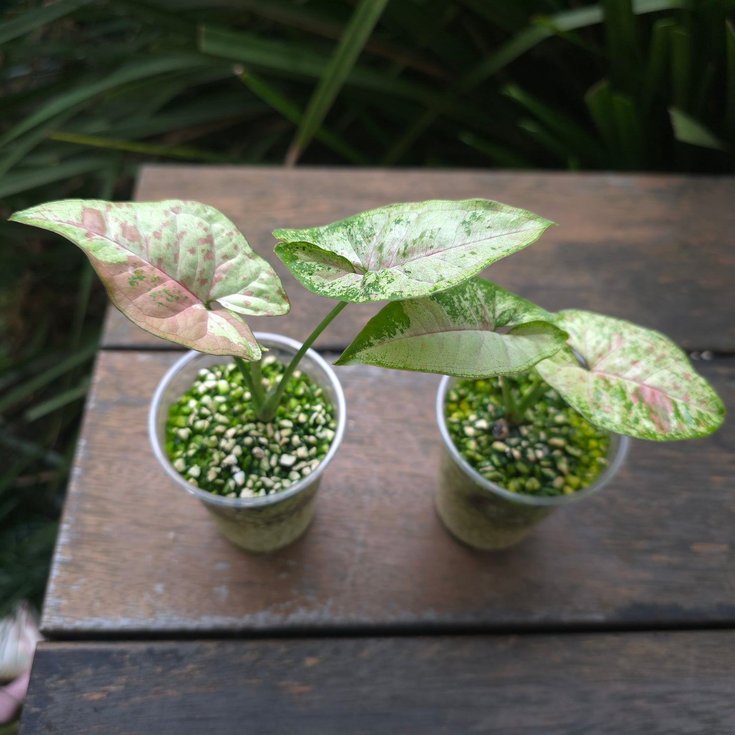 2x Avail Rare Syngonium Confetti Tricolour established Plants non tc