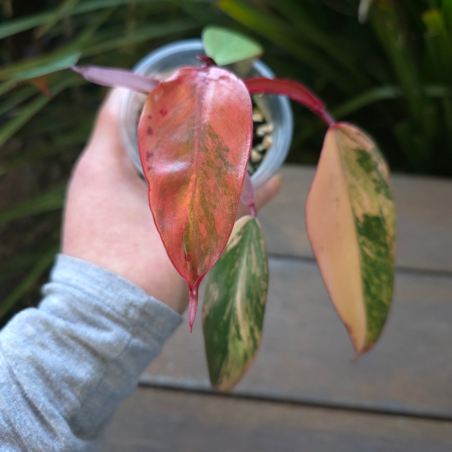 Rare Philodendron Strawberry Shake established Plant  non tc.