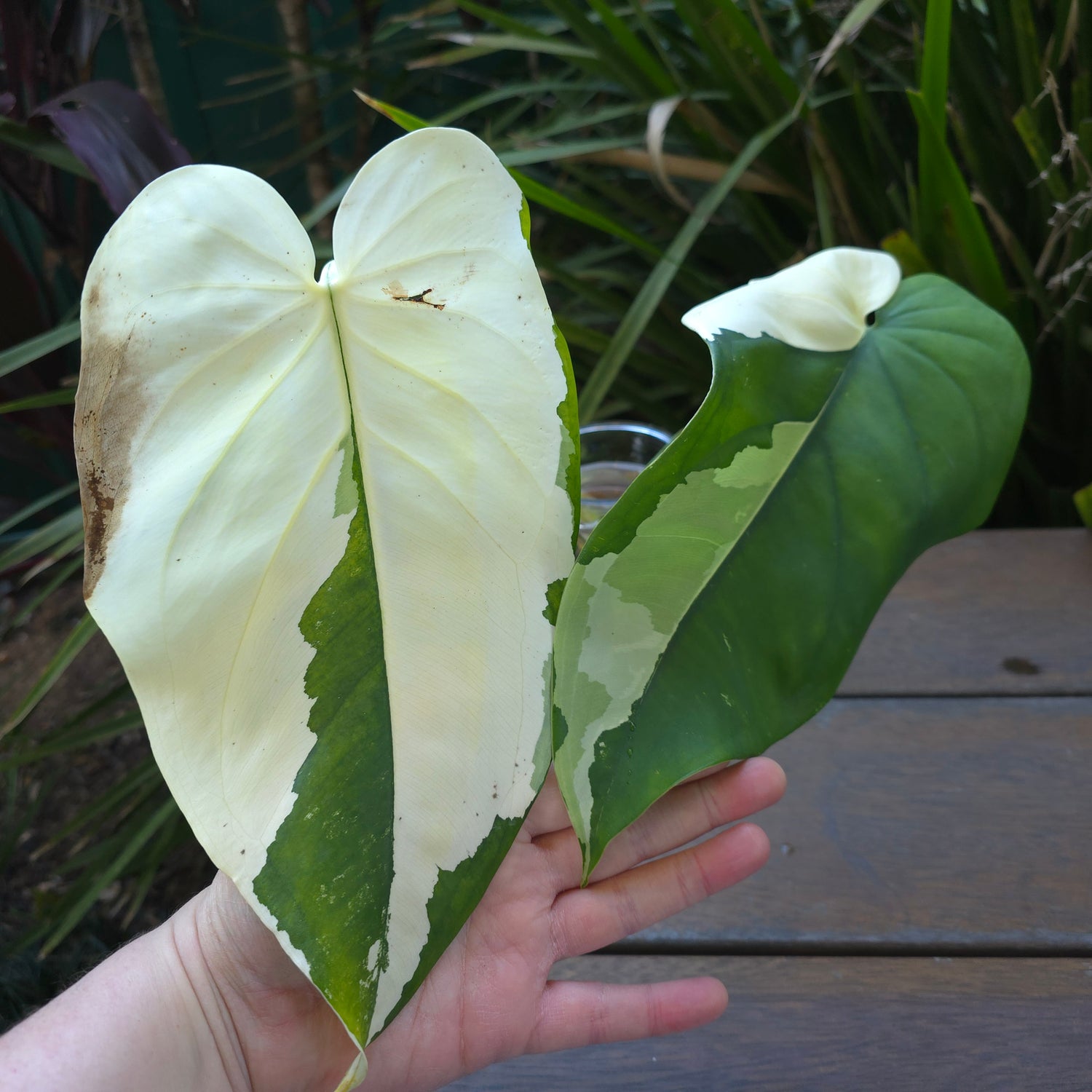 2x cuttings avail🌿SUPER RARE🌿Rare Syngonium Chiapense Variegated semi rooted cuttings non tc.