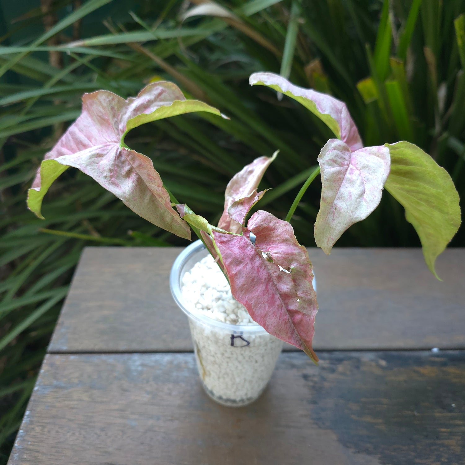 🌿Rare HIGLY VARIEGATED Syngonium Pinkspot established plants Non tc