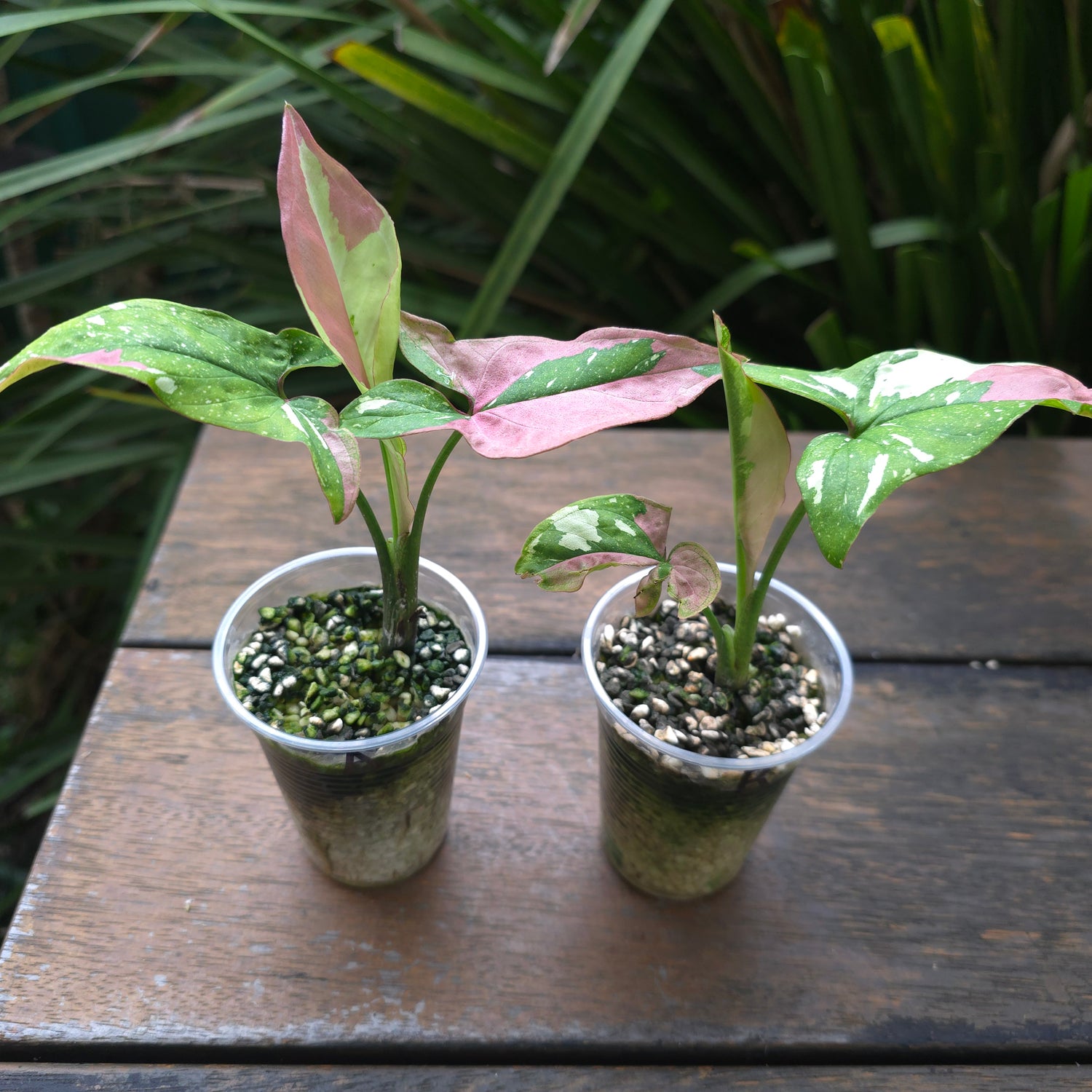 2x avail Rare Syngonium Redspot Tricolour established Plants non tc