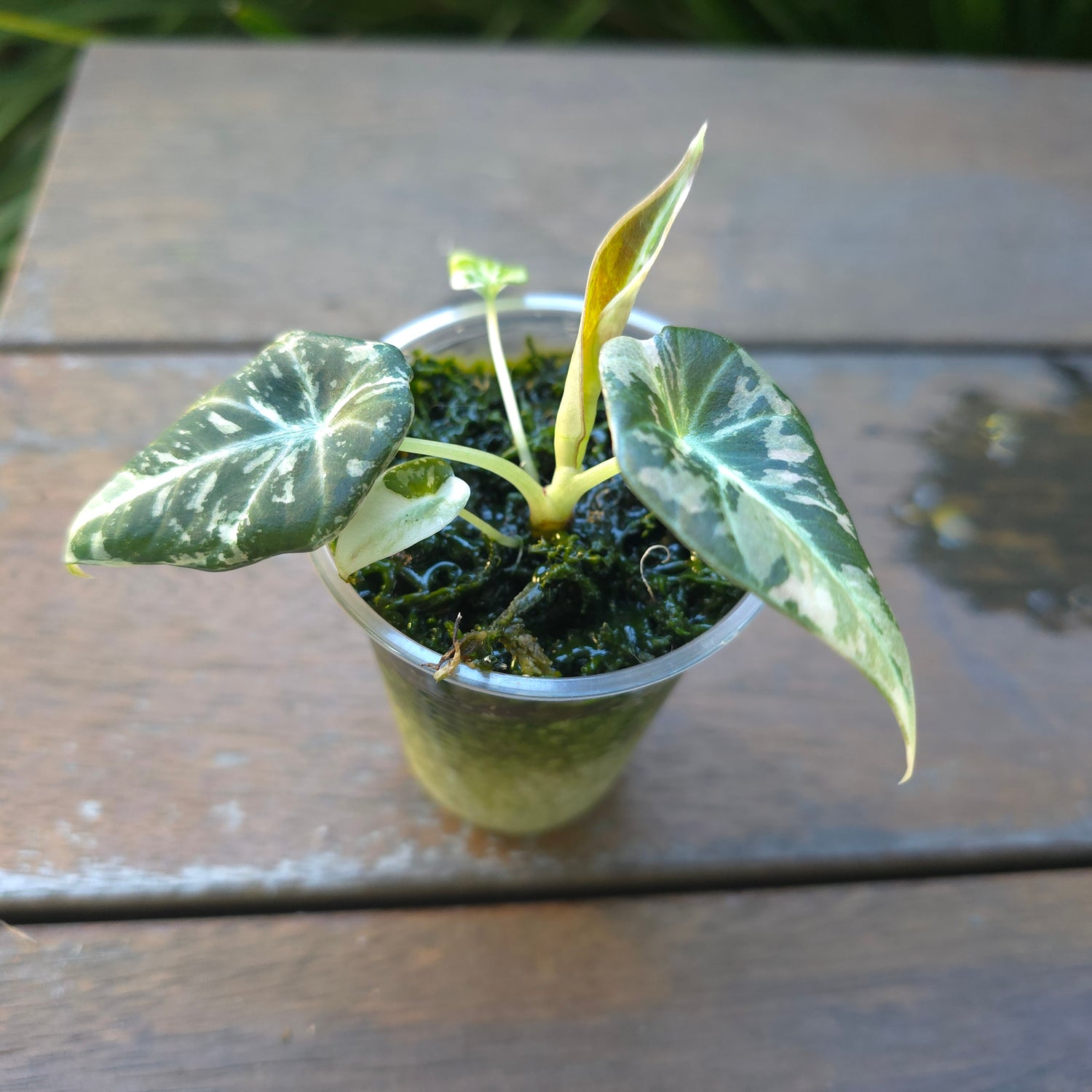 🌿SUPER Rare🌿 Alocasia Black Velvet Variegated, baby plant non tc